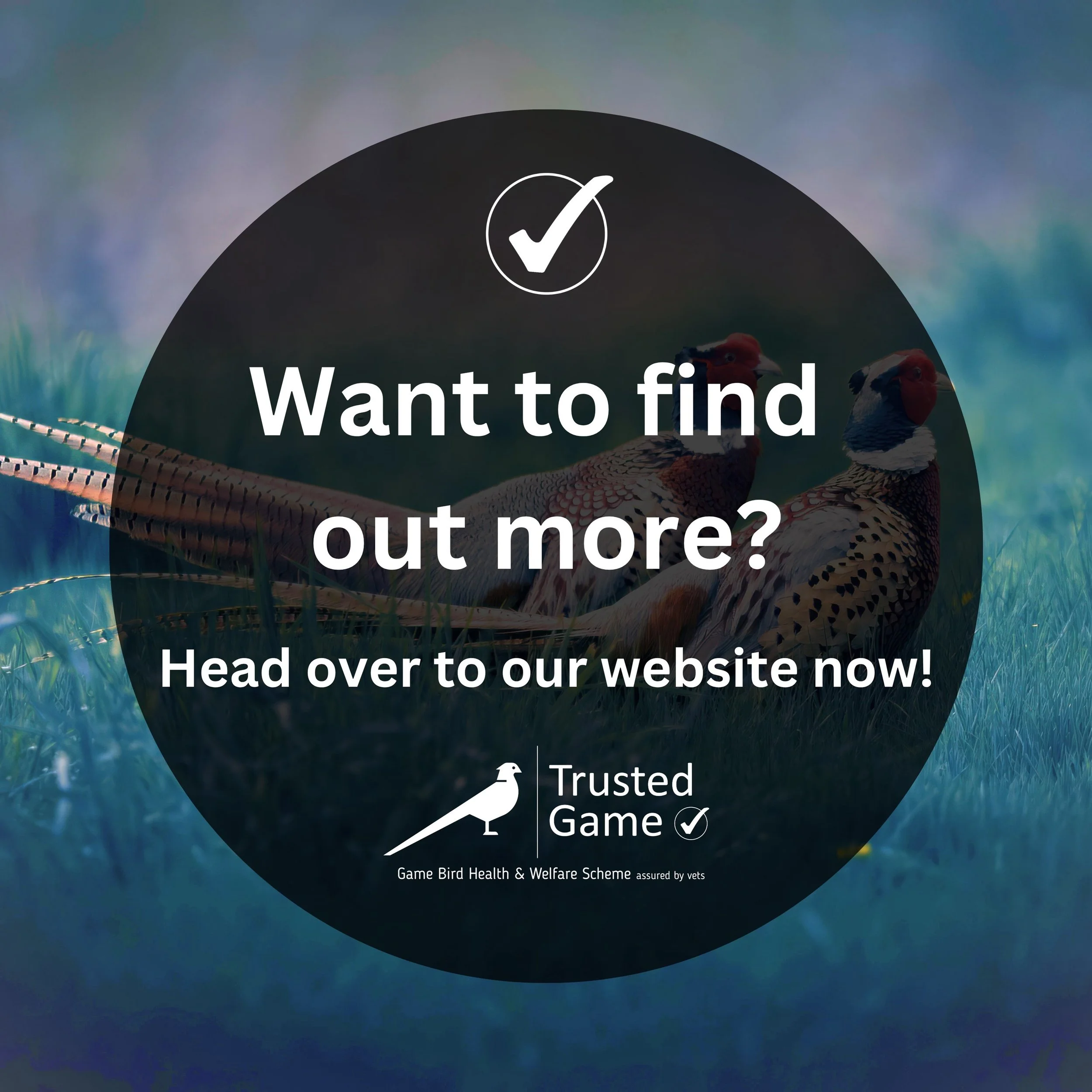 Great news, it's now easier than ever to find out more about Trusted Game 🤩

All the important information about Trusted Game, including the audit standards, are now in a easy-access section on our website! 

Just head over to trustedgame.co.uk and 