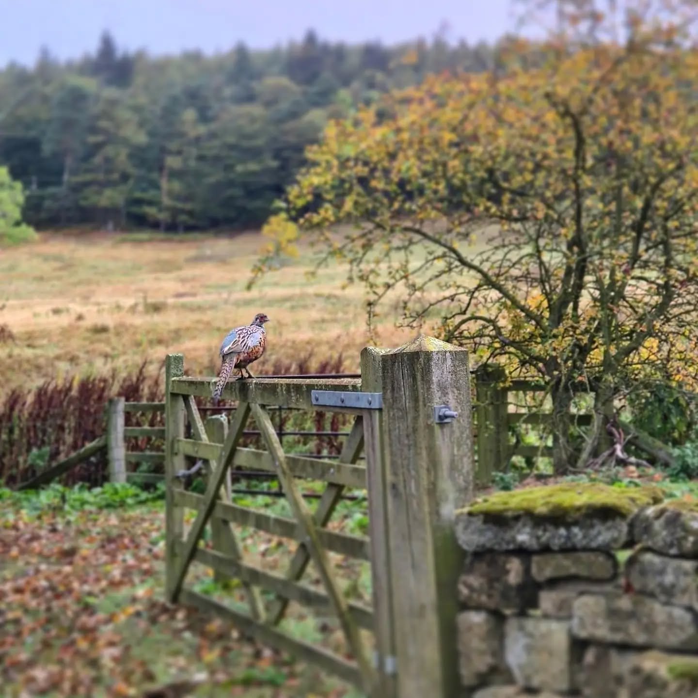 Making the most of a wet day in North Yorkshire by carrying out Trusted Game shoot audits. 

These audits, conducted by your own vet ensure the sector is operating to high standards and provide the evidence to government and general public of this wh