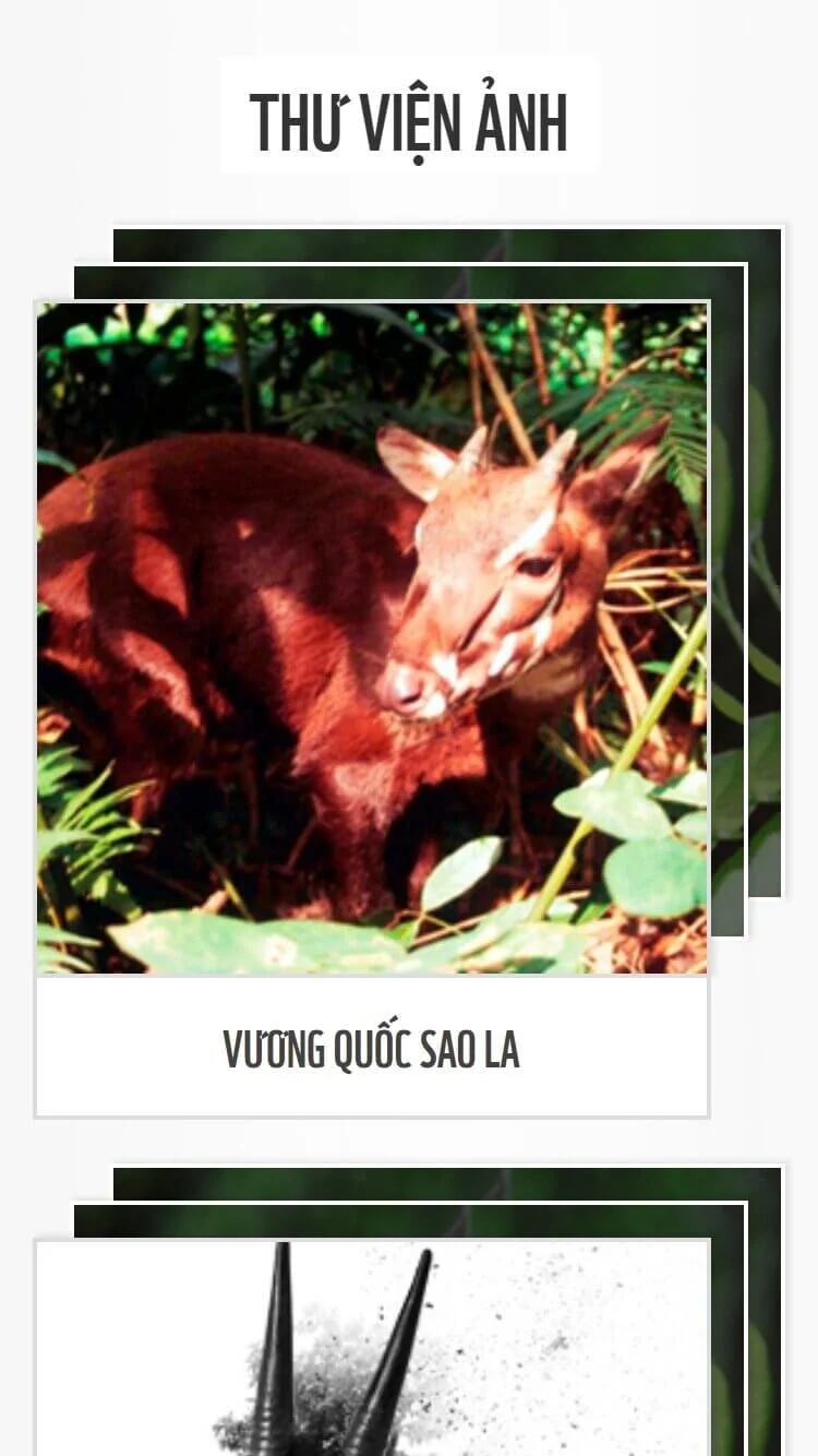 WWF Save Asian Unicorns Gallery Mob.jpg