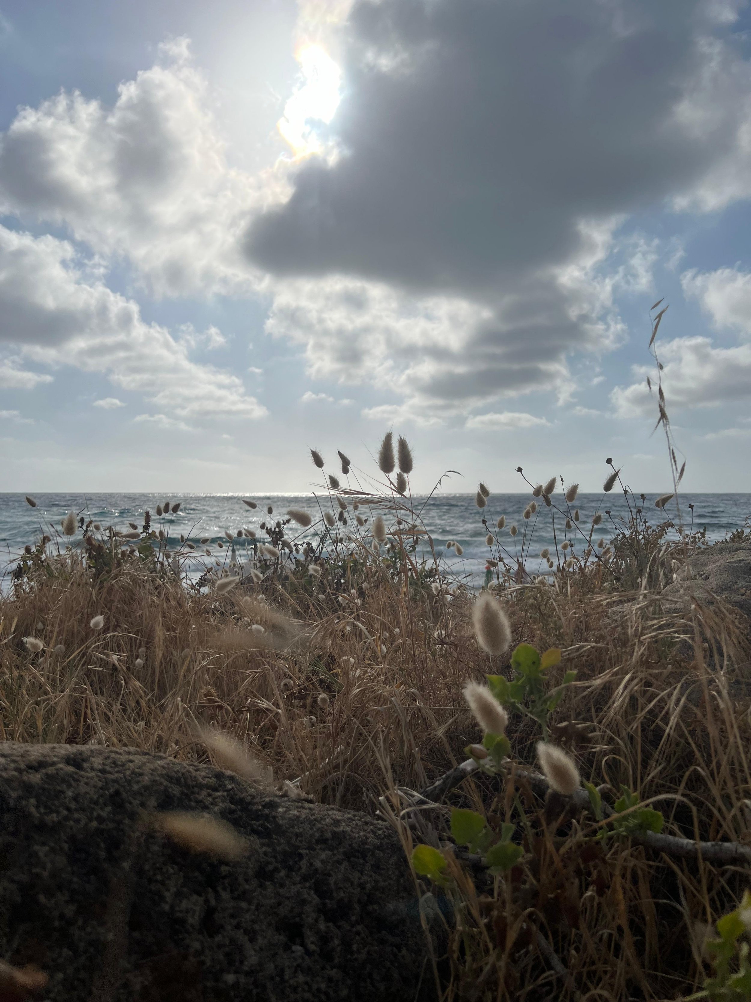 Paesaggio marino con vegetazione in primo piano, mare e cielo nuvoloso sullo sfondo.