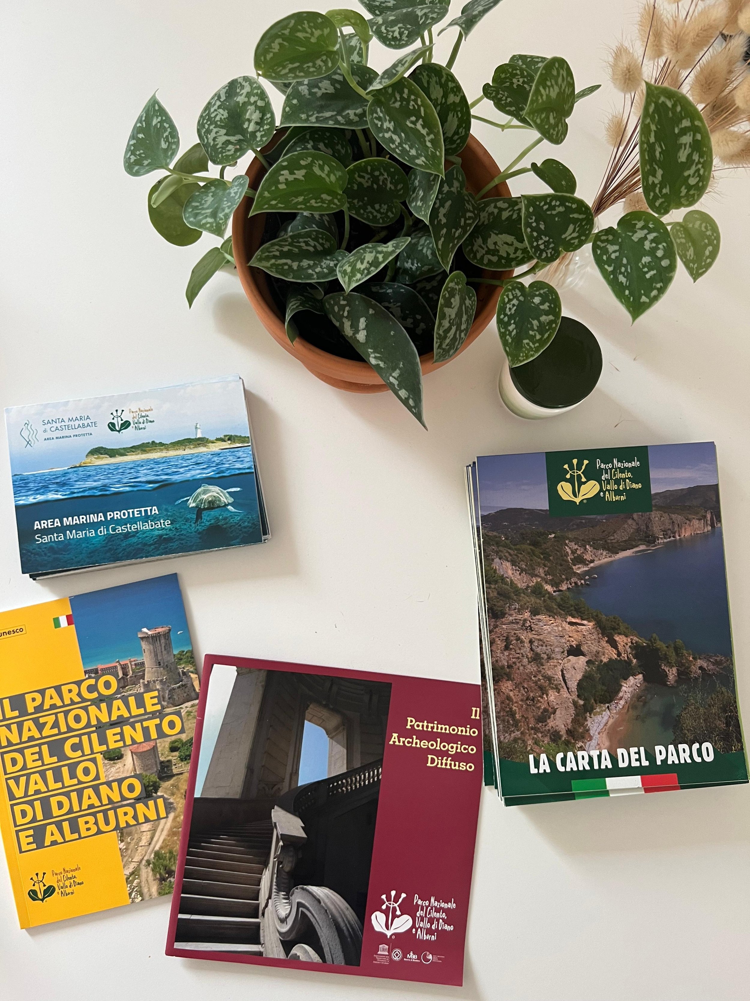 Pianta in vaso su tavolo bianco circondata da brochure del Parco Nazionale del Cilento e del Vallo di Diano e Alburni.