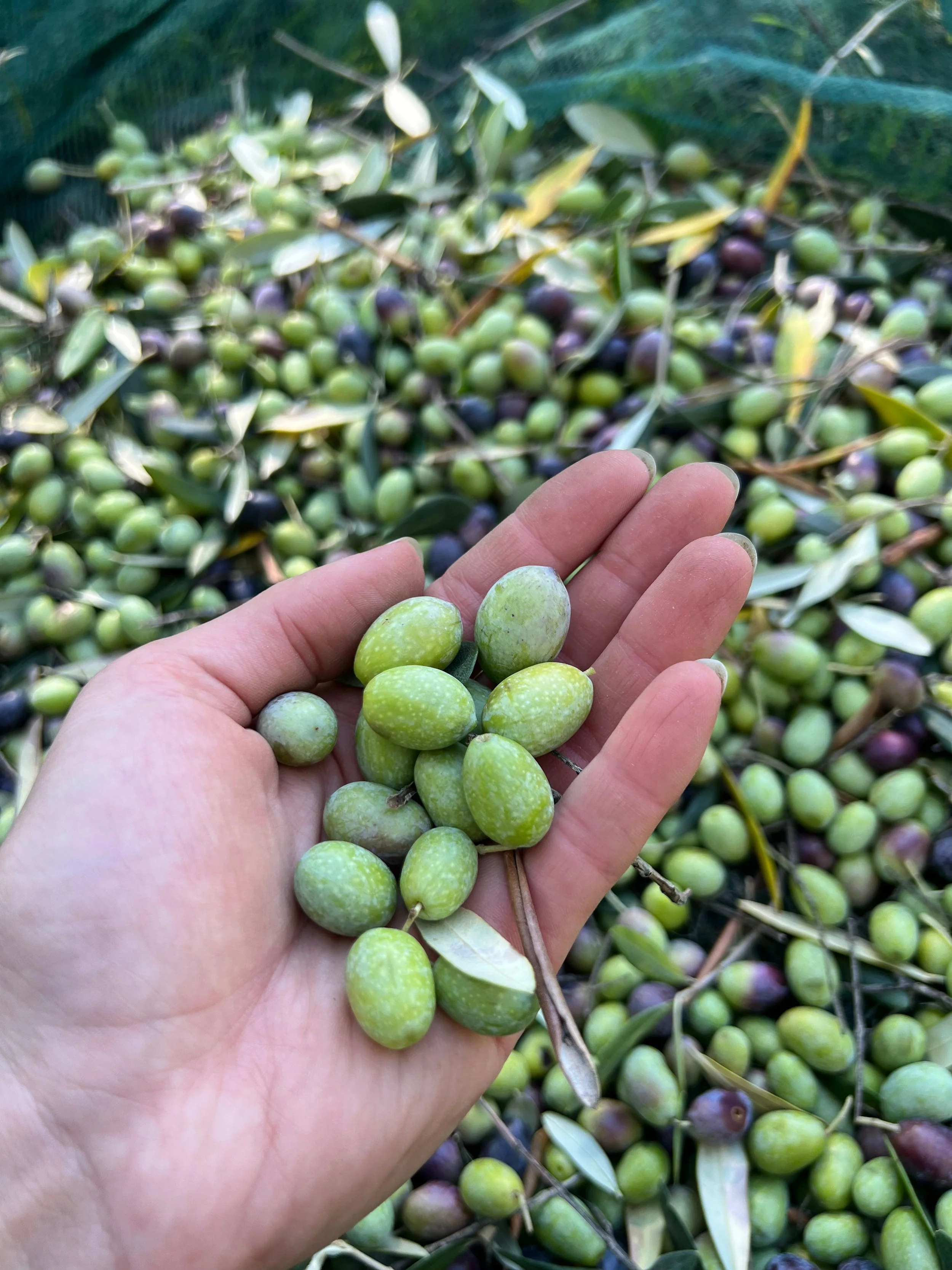 La verità sulla filiera dell’olio d’oliva