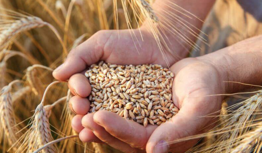 La verità sulla filiera del grano