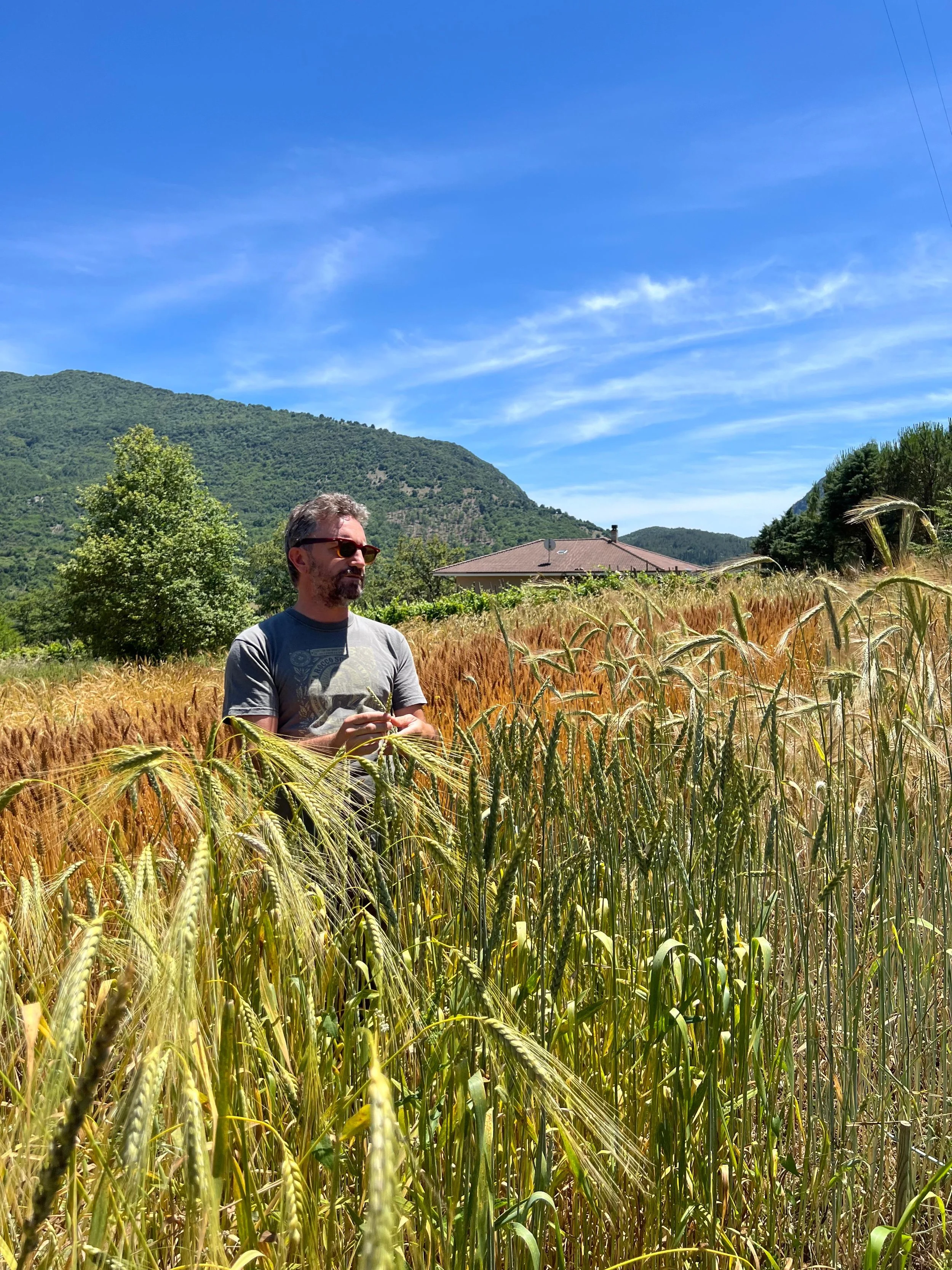 Tutto ciò che dovresti sapere sulla filiera del grano