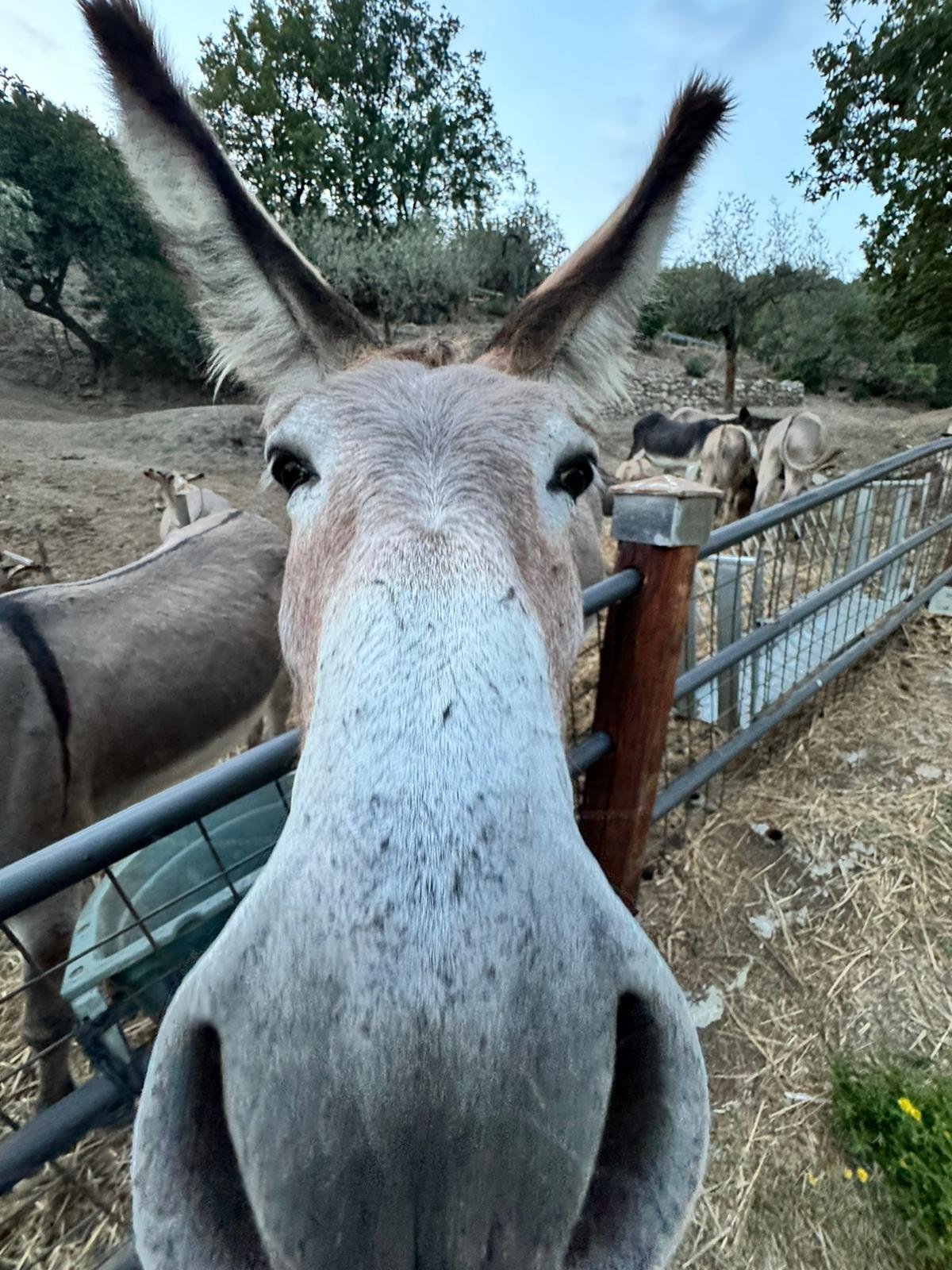 Primo piano di un asino in un campo recintato con altri asini sullo sfondo.