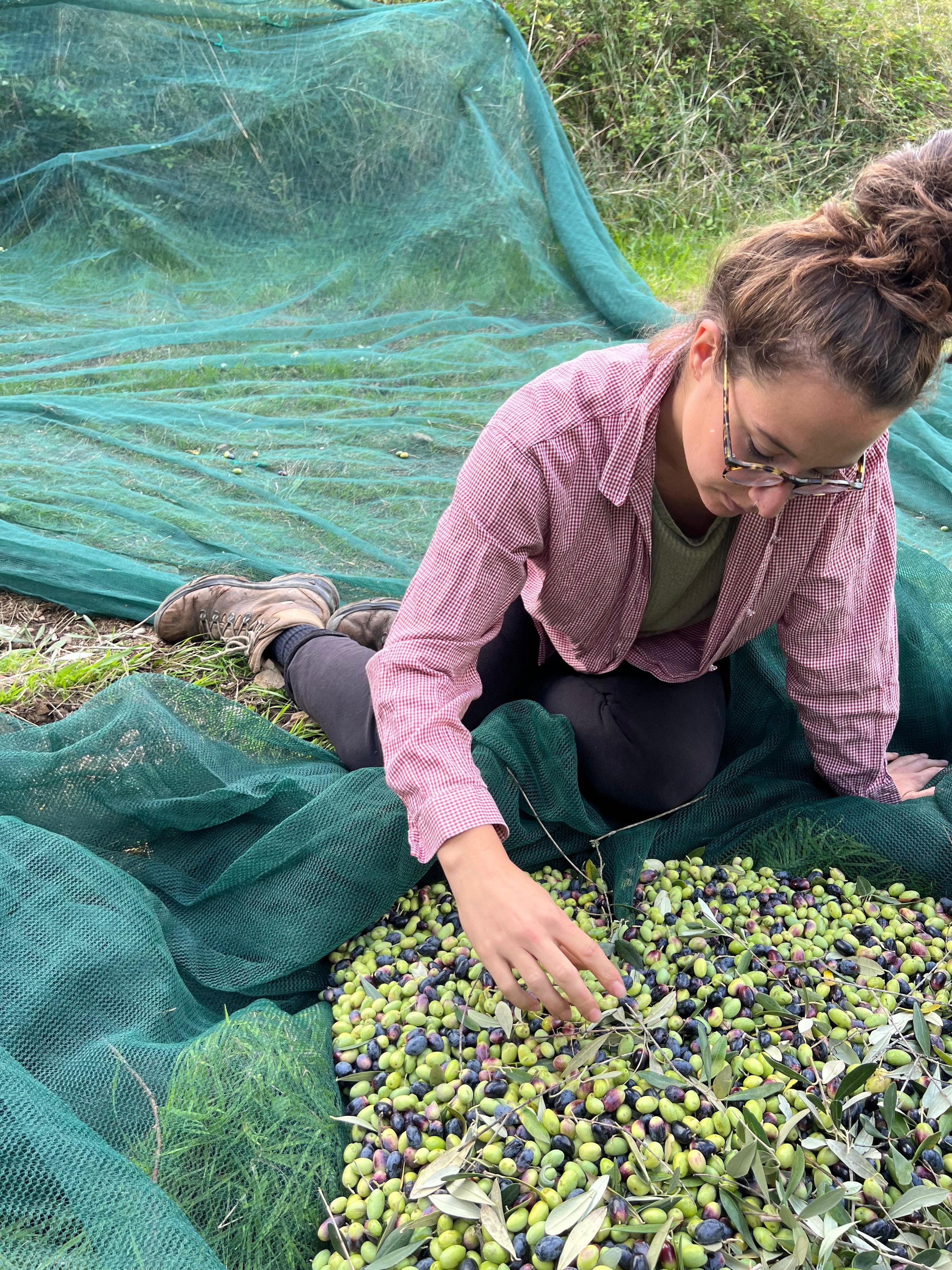 Persona che raccoglie olive verdi e nere su un telo verde in un campo.