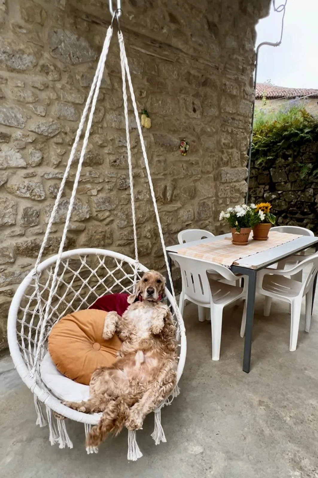Un cane seduto accanto a un muro di pietra, con una pianta in vaso sullo sfondo vicino a una porta a vetri.