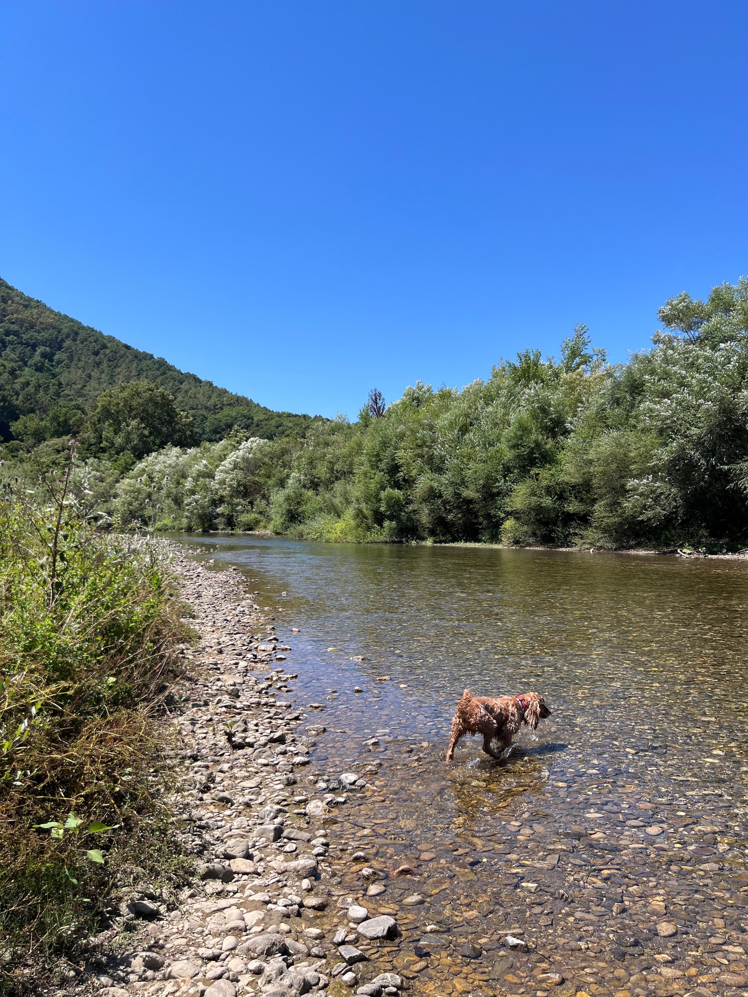 Cane che cammina in un ruscello con alberi verdi circostanti e cielo blu limpido.
