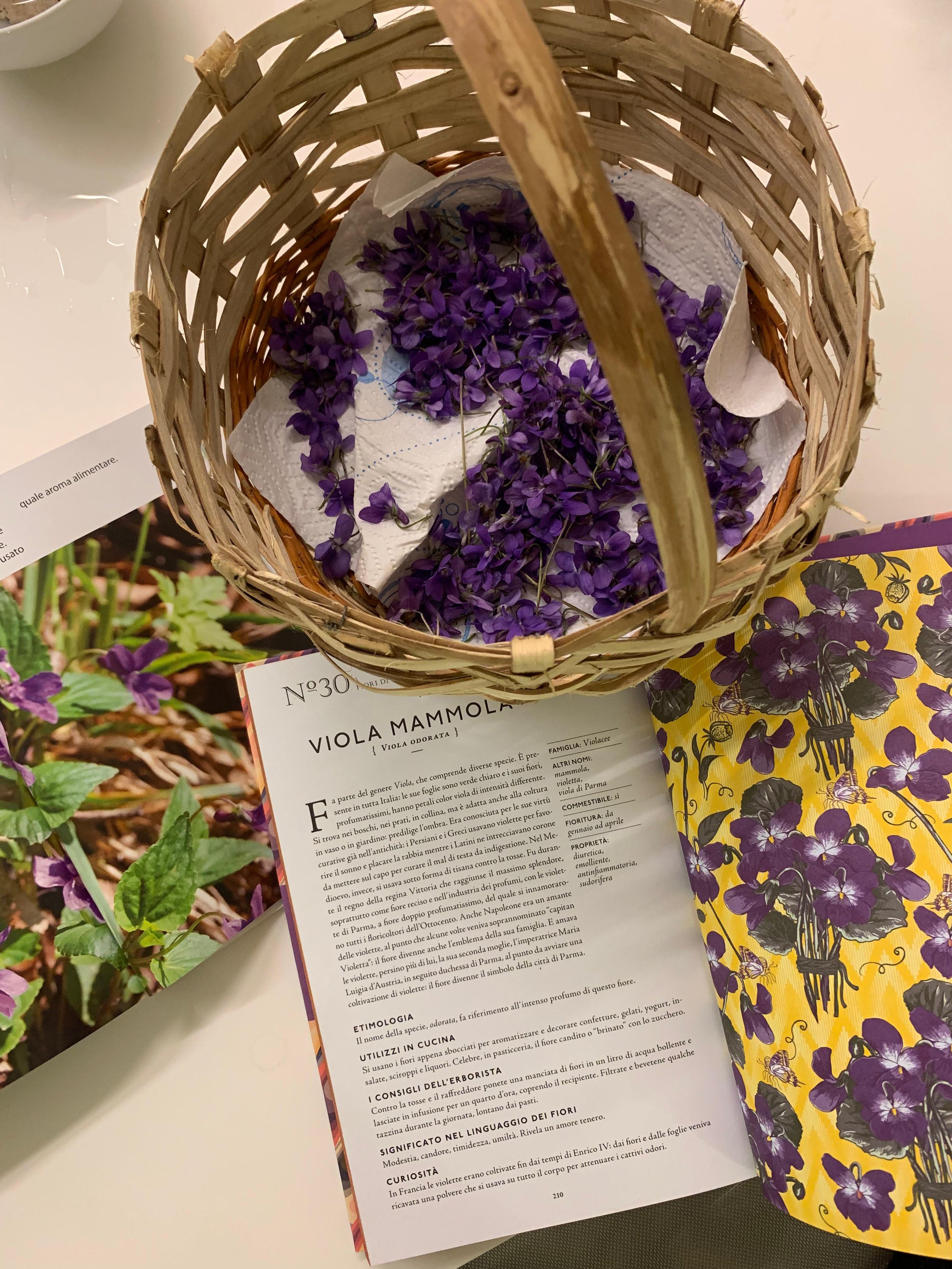 Un cestino contenente fiori viola, probabilmente viole mammole, su una superficie. Accanto al cestino, c'è un libro aperto con una pagina che descrive la viola mammola, con testi informativi e illustrazioni floreali.
