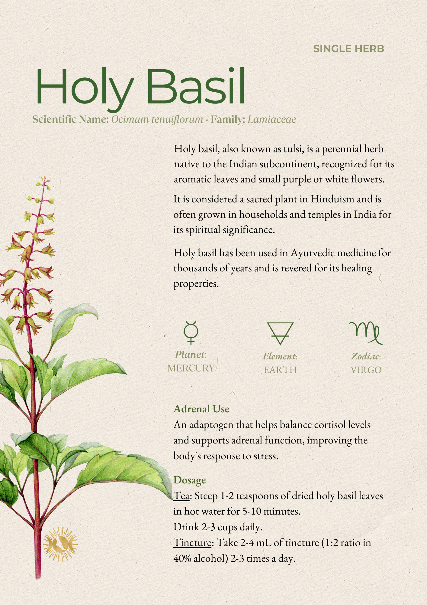 Holy Basil.png
