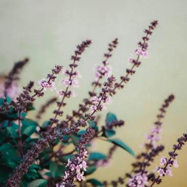 Chedk out our new blog post about managing stress with nervine and adaptogenic herbs.

www.thebarefoothealers.com/blog/managing-stress-with-herbs