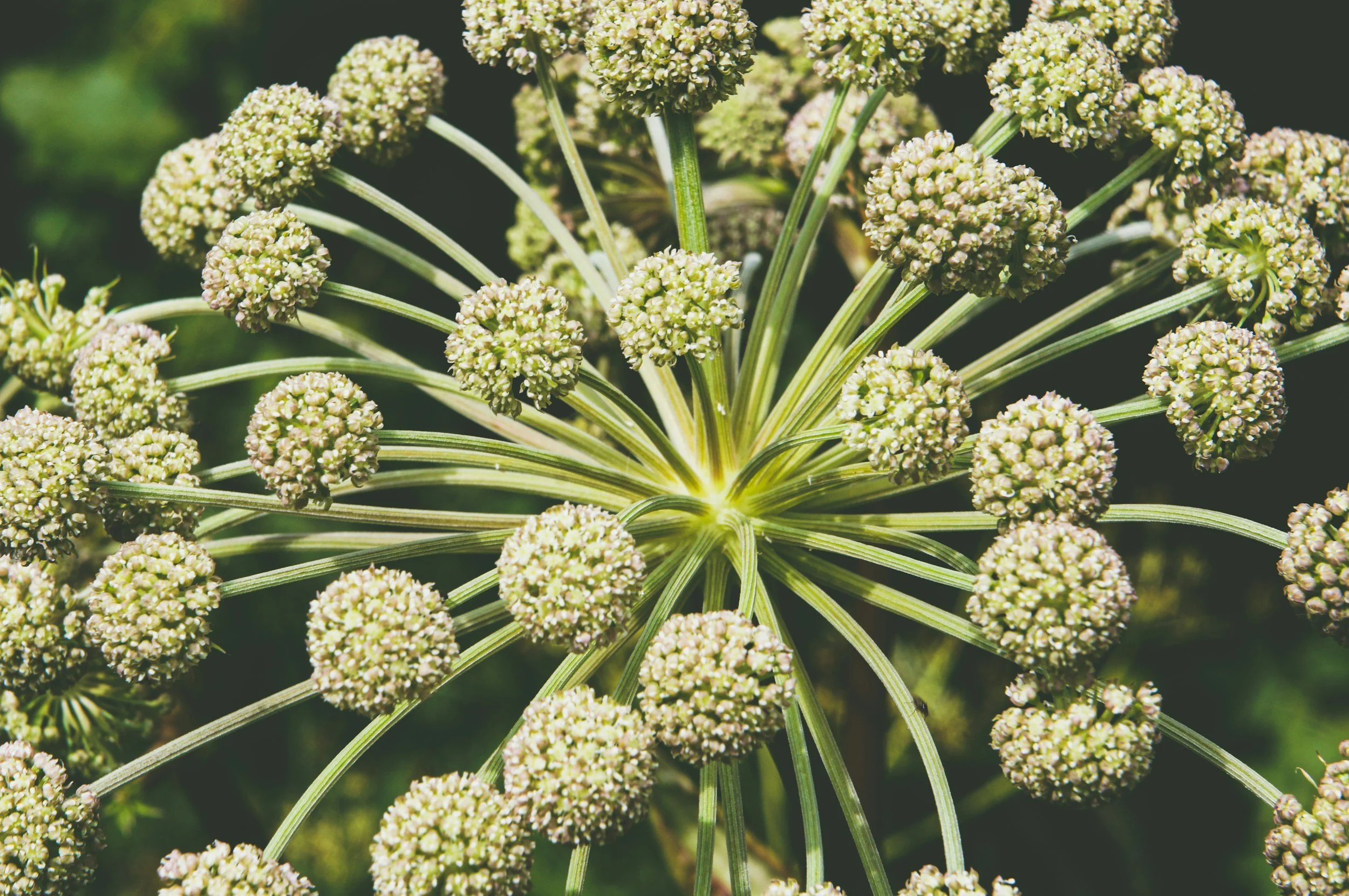 an image of a white flower with many globe like flowers, Angelica