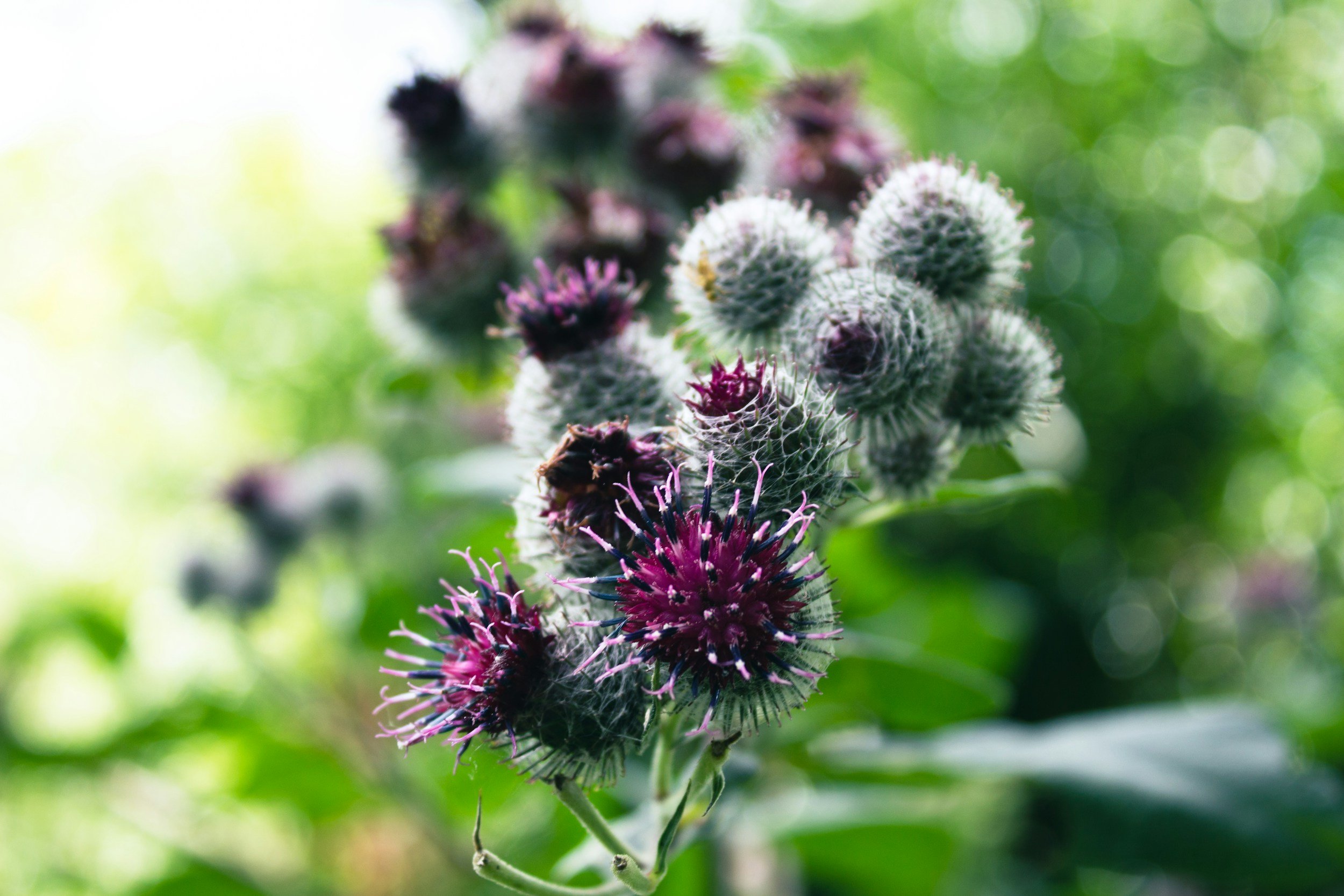 s small spiky bushy plant with purple flowers, also known as burdock,