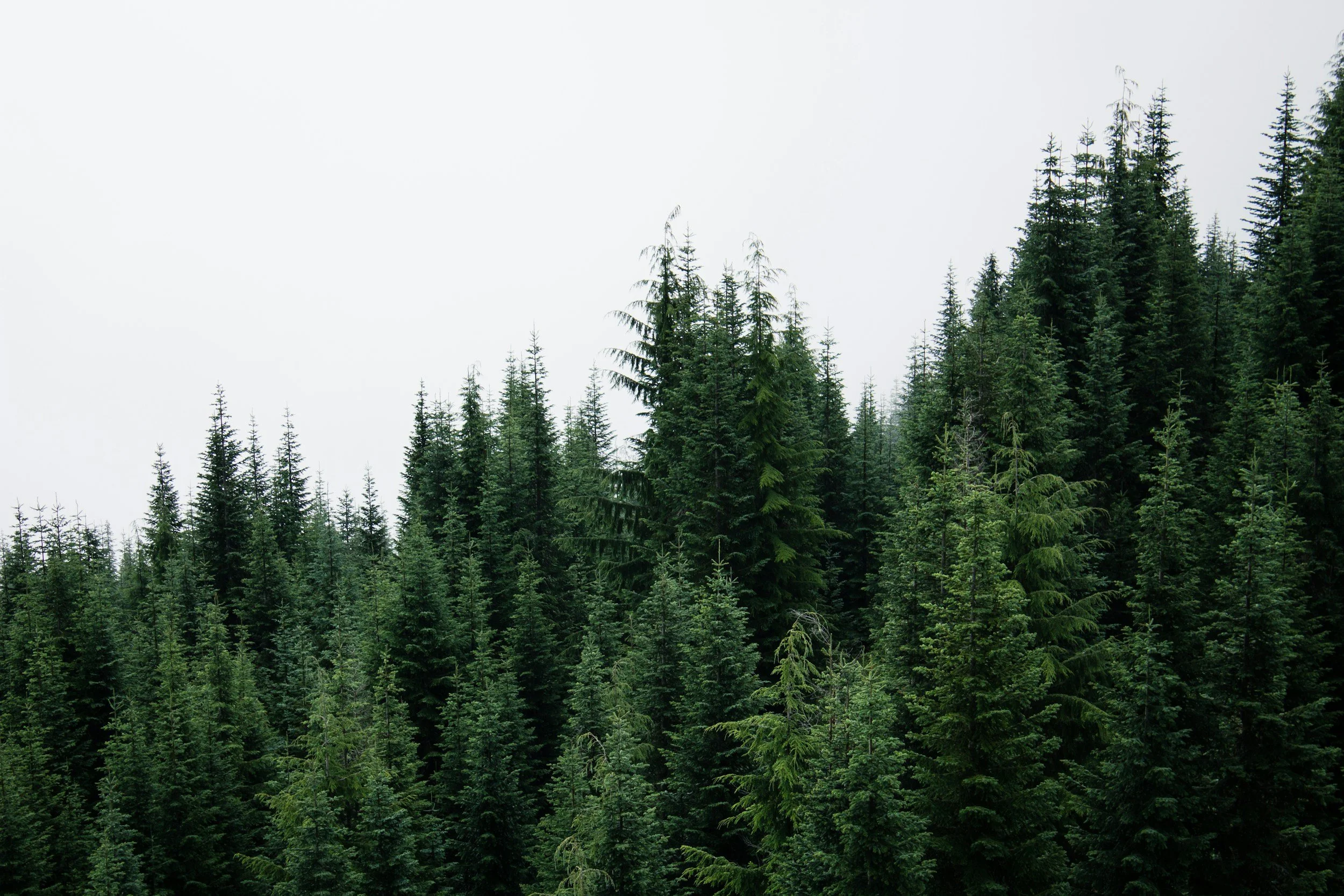 pine trees in a forest