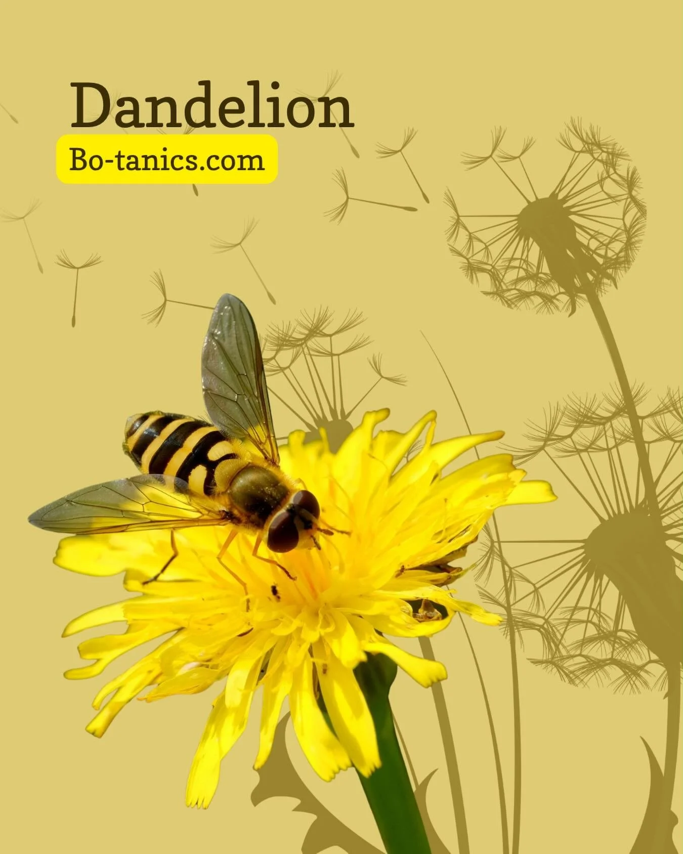 Dandelion has been in my apothecary long before scientists started paying attention. Now they are.

Researchers at the University of Windsor have found that aqueous dandelion root extract triggers apoptosis in over 95% of colon cancer cells in lab se