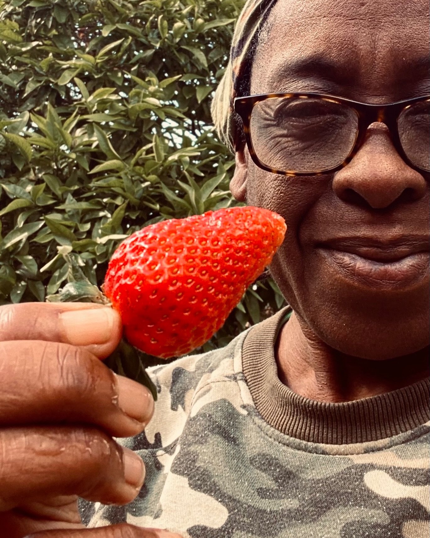 It&rsquo;s a fruit day today, biodynamically speaking! The perfect day to pick this beauty!
#strawberry #biodynamicfarming #barefoothealers #summeriscoming