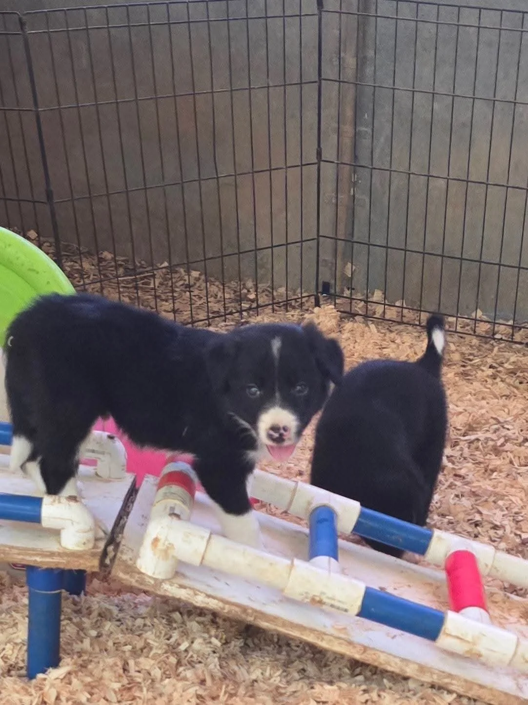 Moon Dance Ranch border collie 