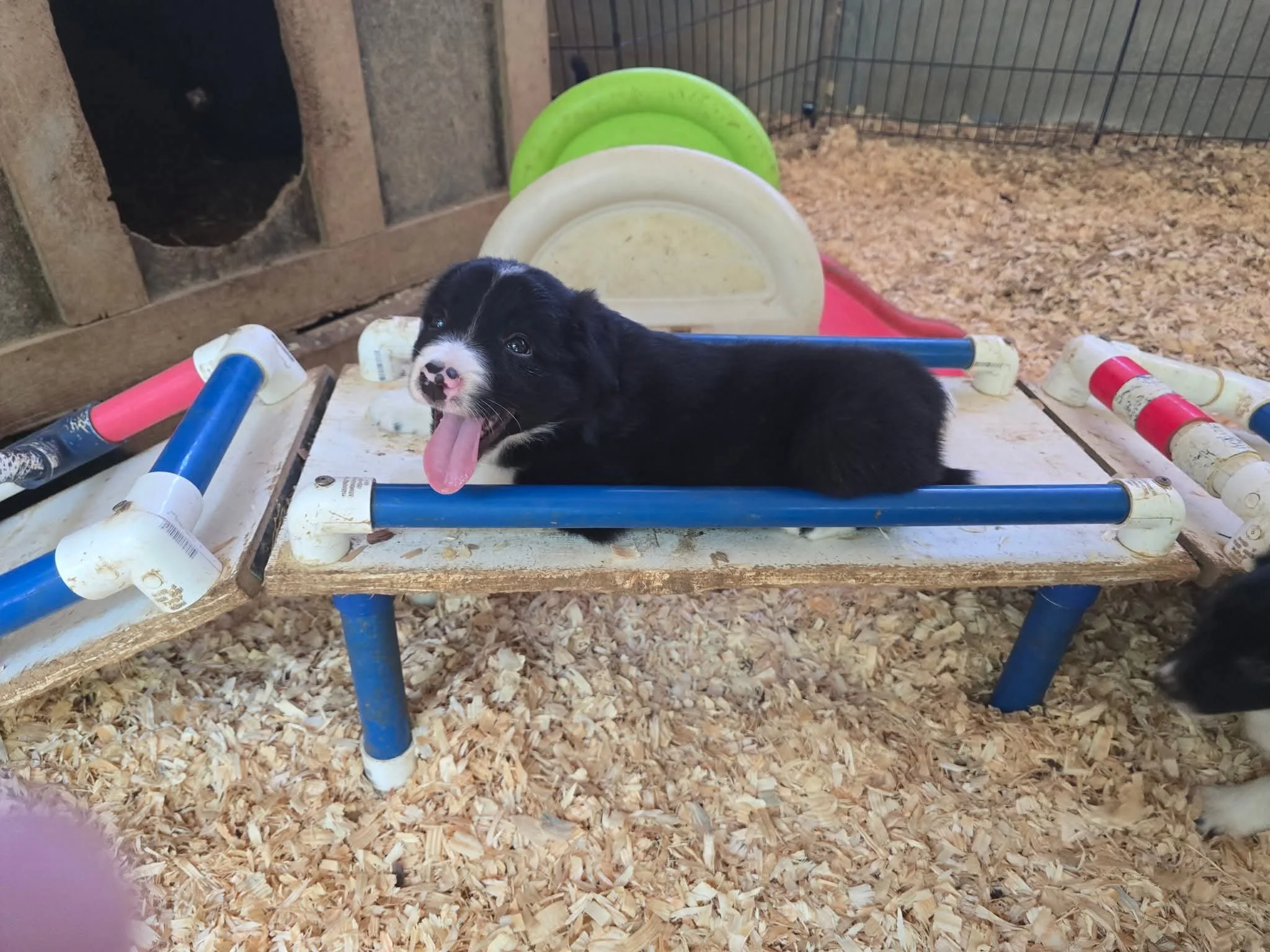 Moon Dance Ranch border collie 