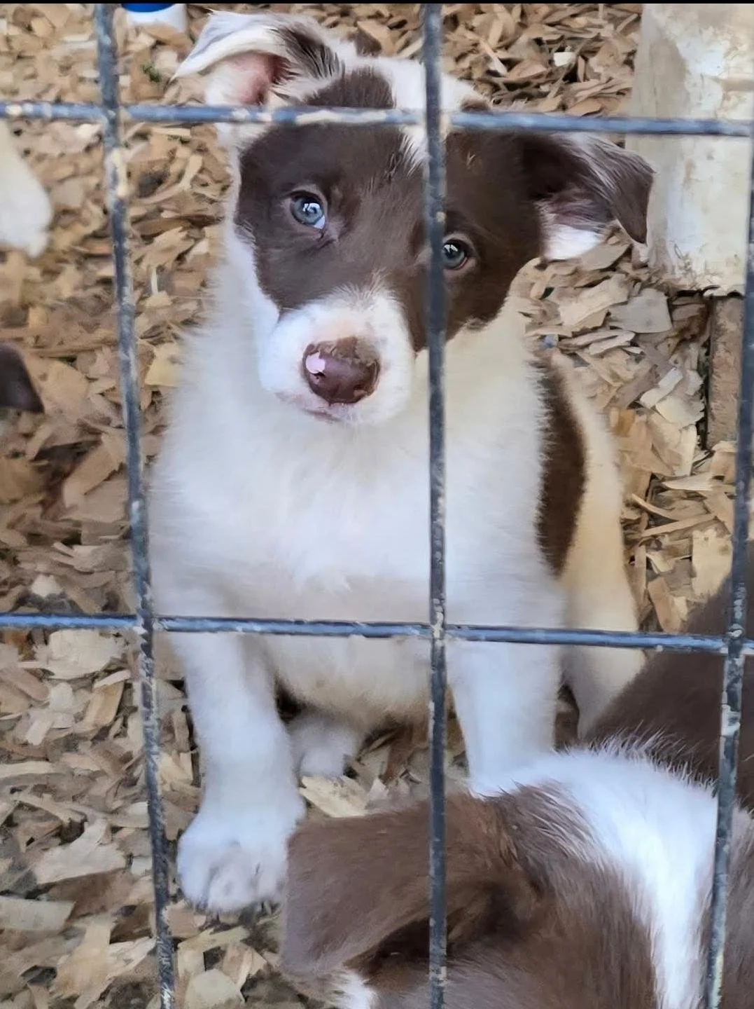 Bri Puppy 1 - Copy.jpg