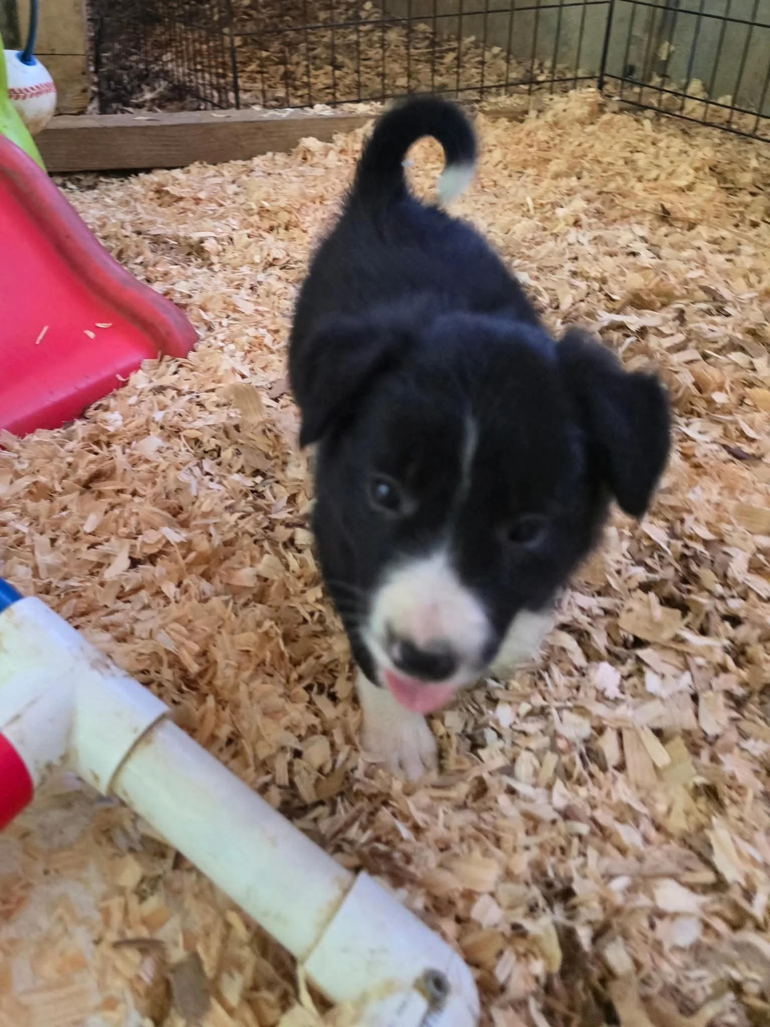 Moondance ranch border collie pup 