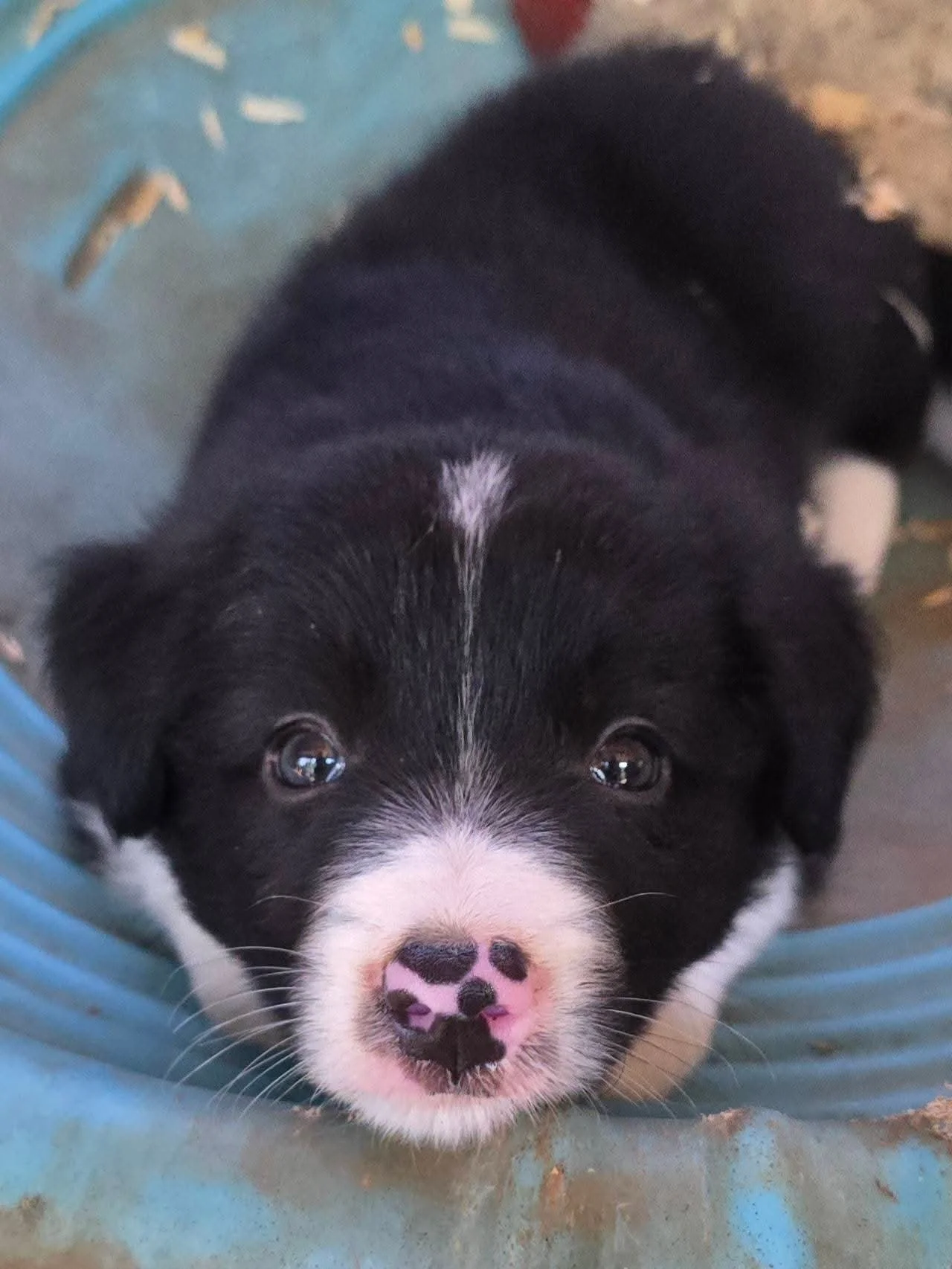 Moon Dance Ranch border collie 