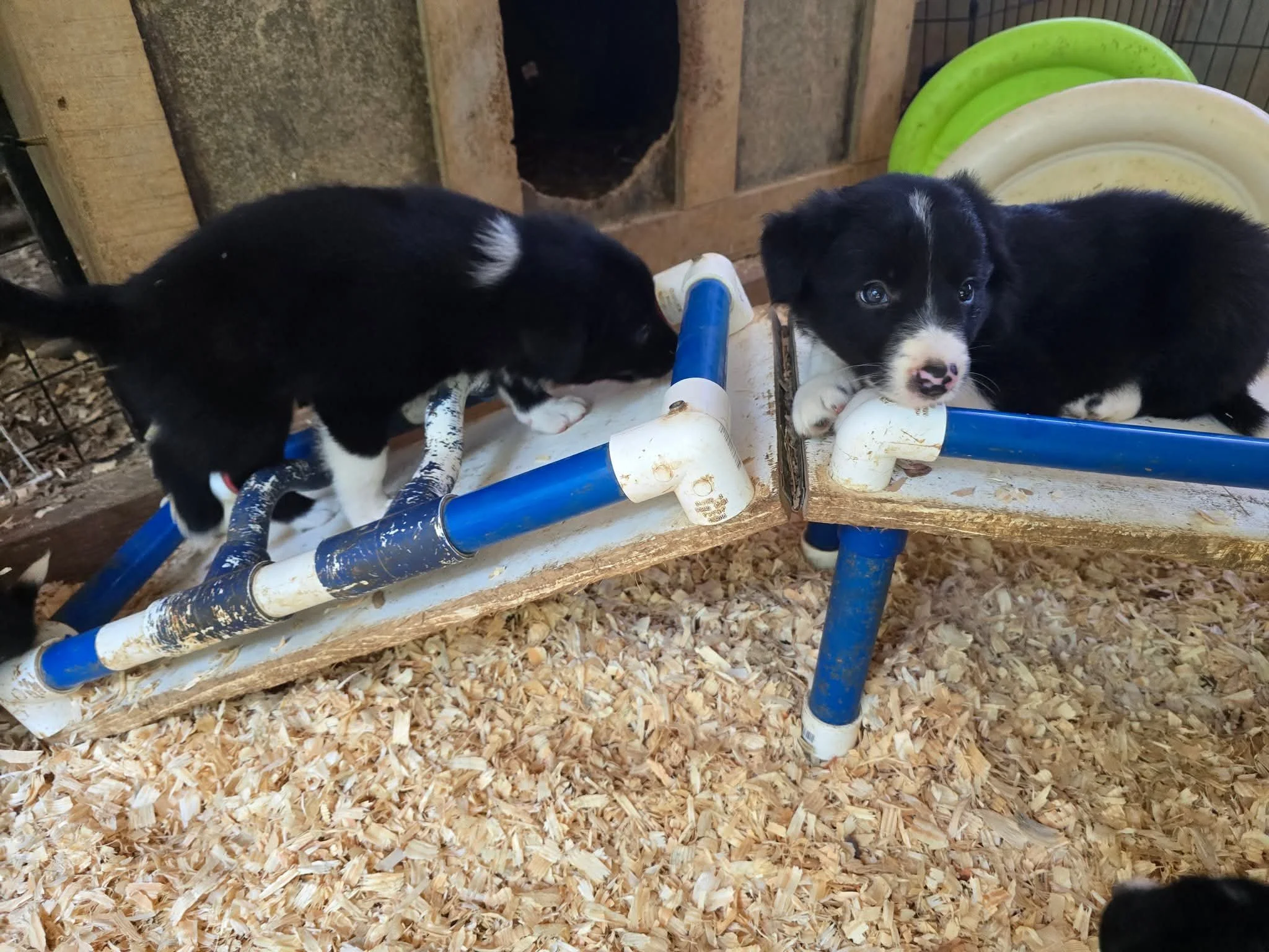Moon Dance Ranch border collie puppy 