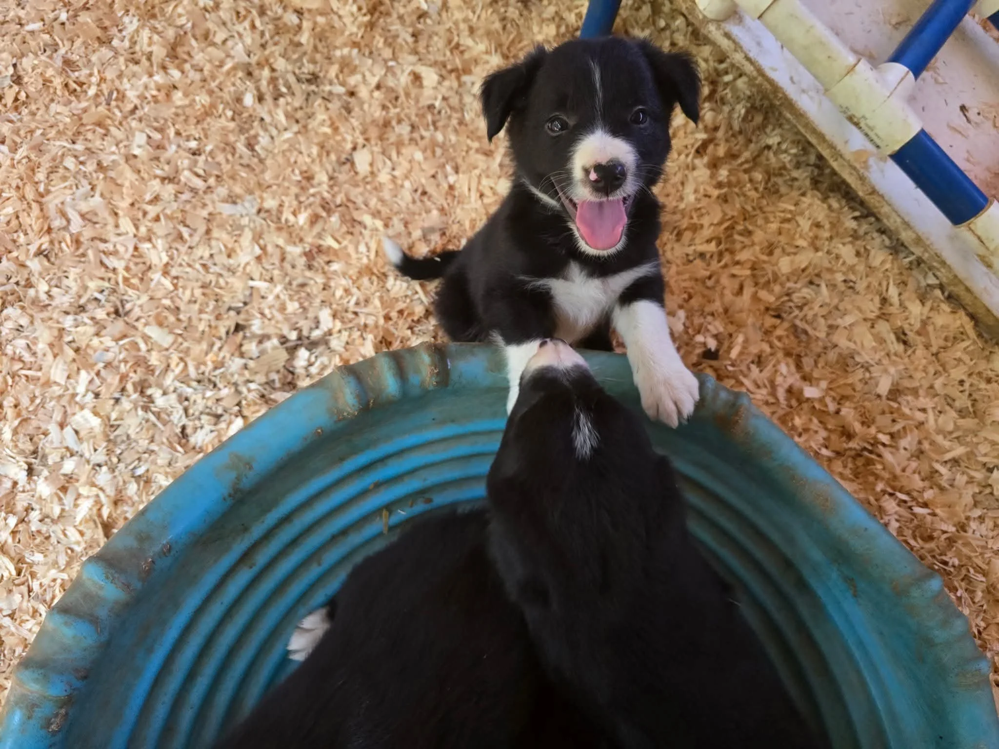 Moondance ranch border collie 