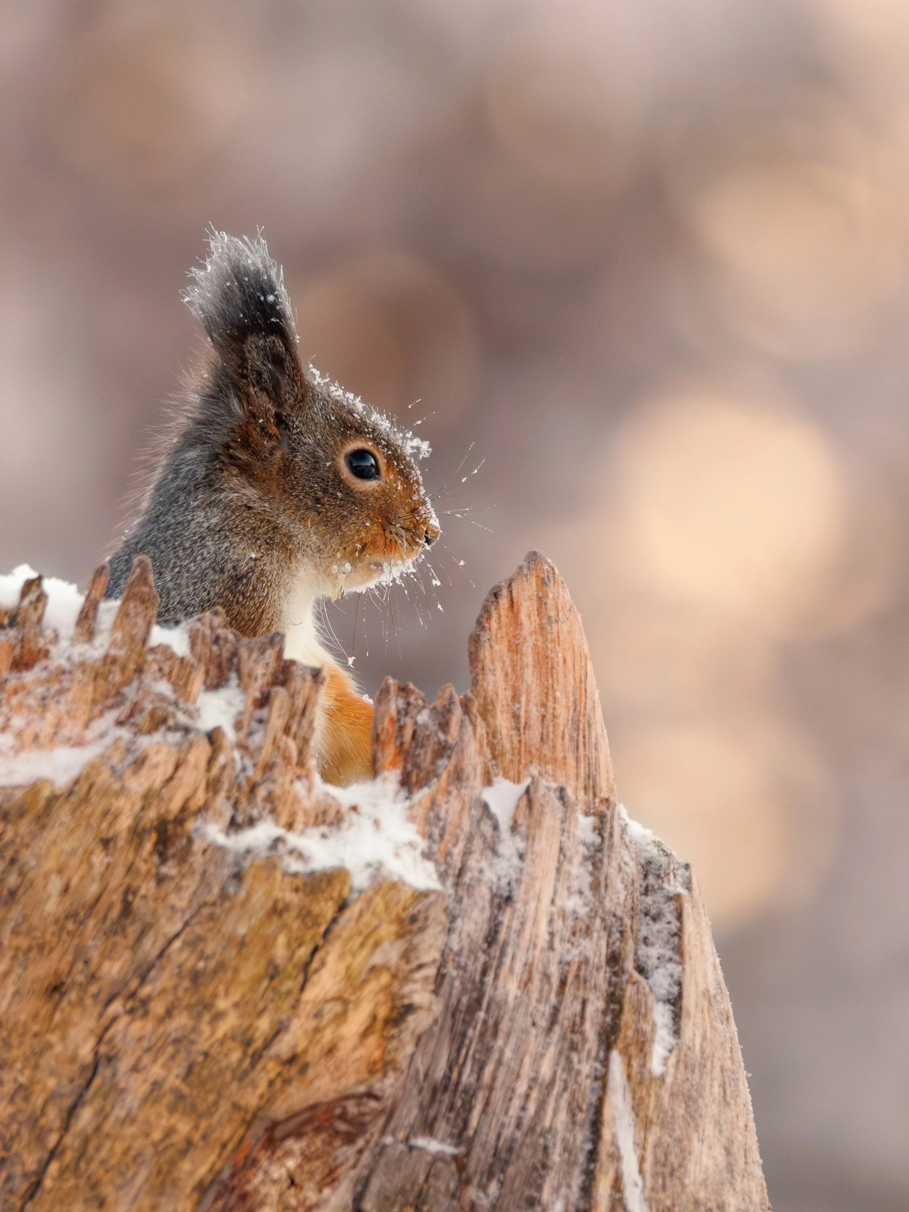 Red Squirrel  - Sweden