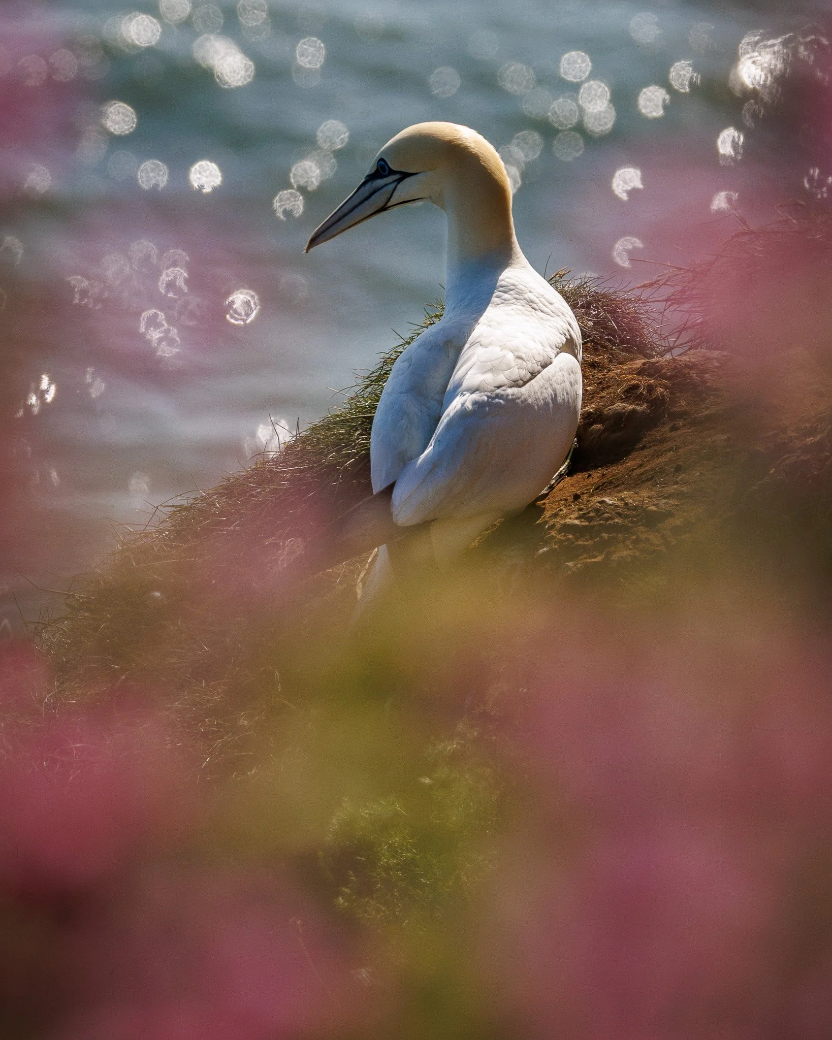 Gannet Greeting Card