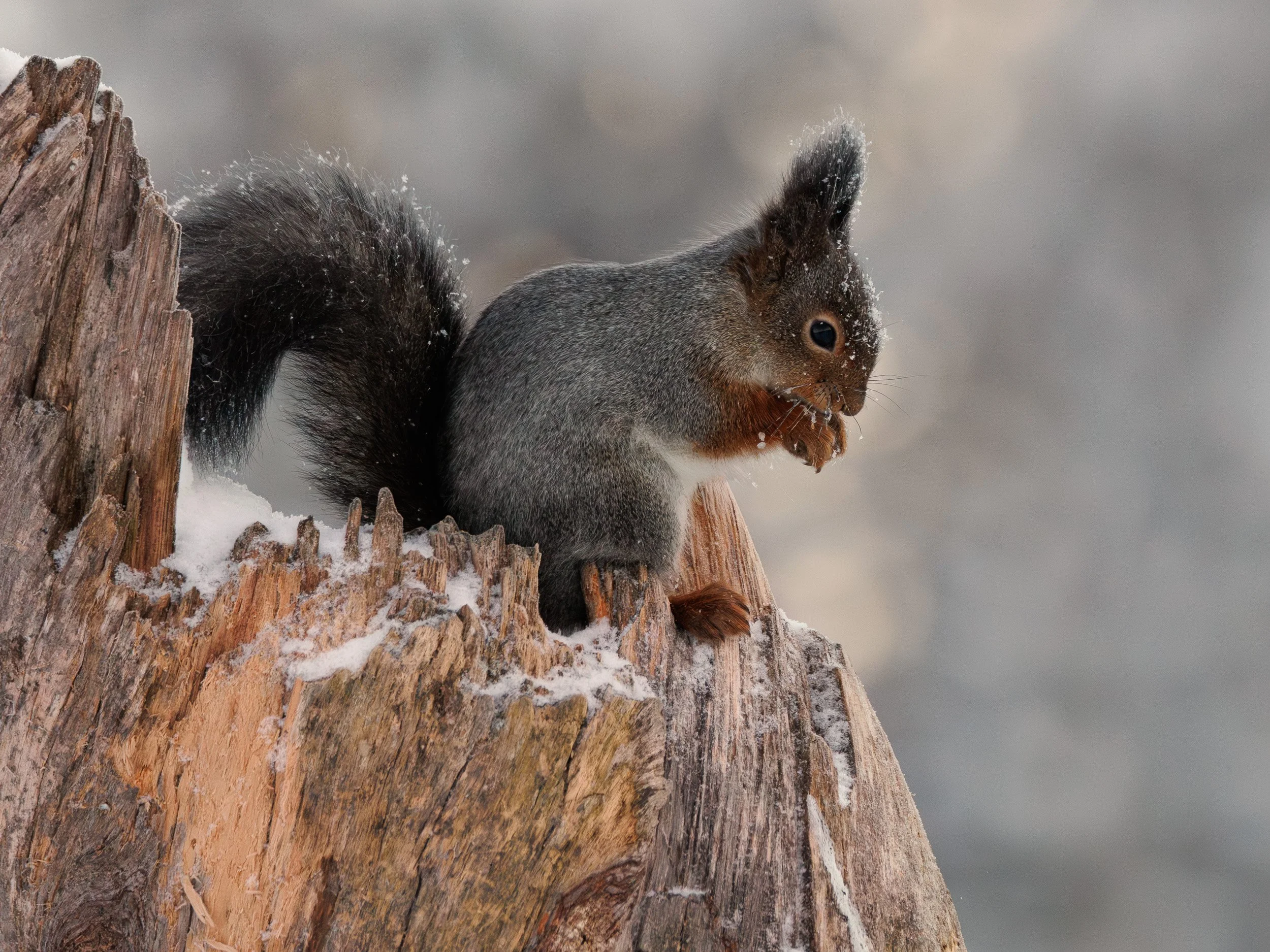 Red Squirrel  - Sweden