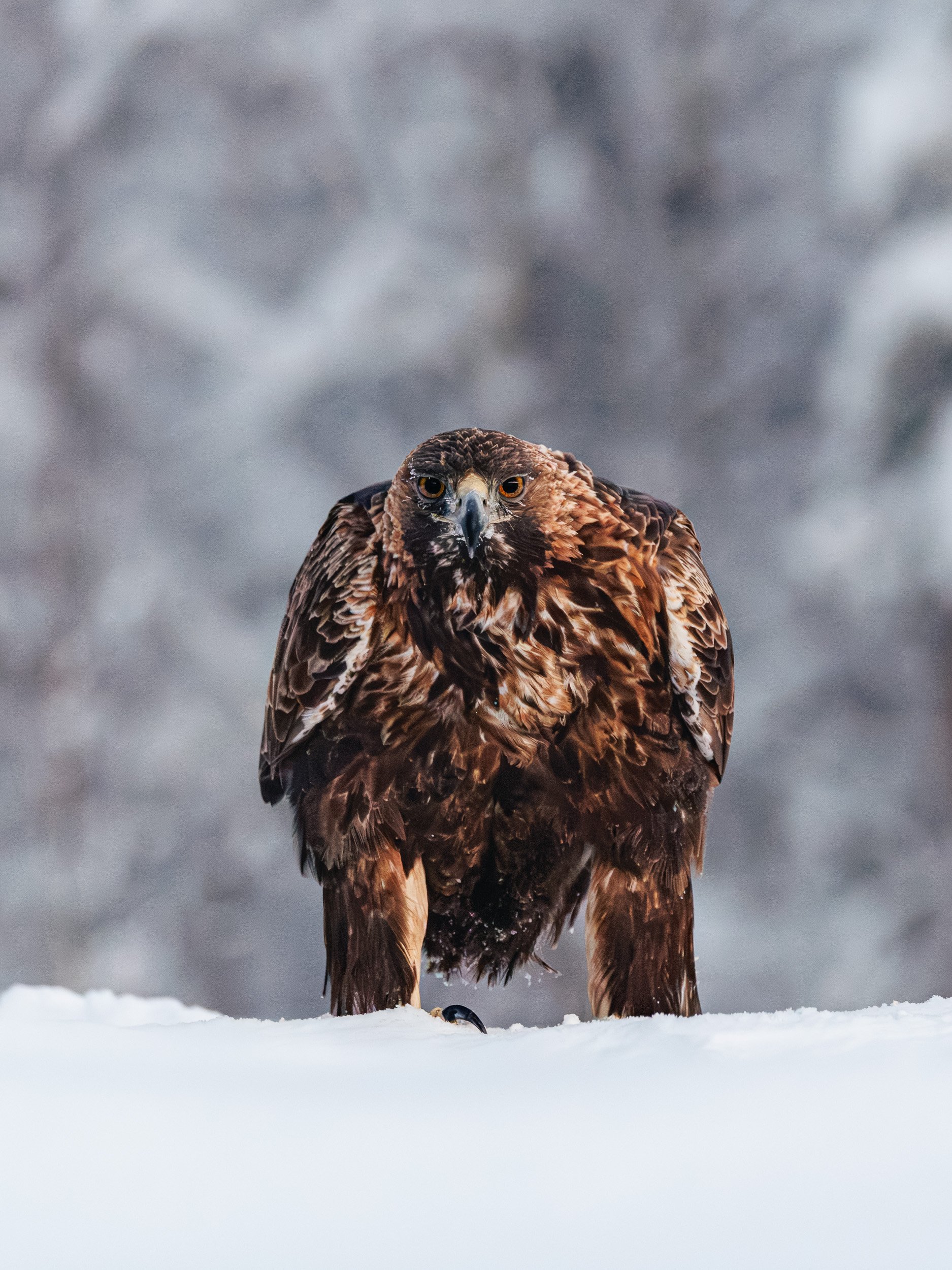 Golden Eagle - Sweden