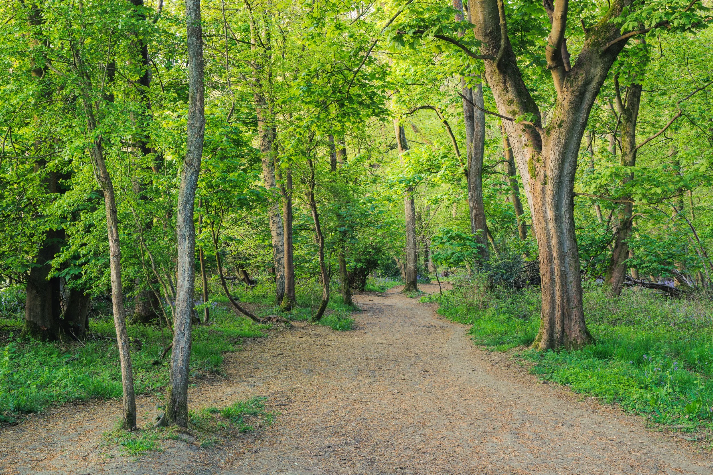 Spring Woodland - Buckinghamshire, UK