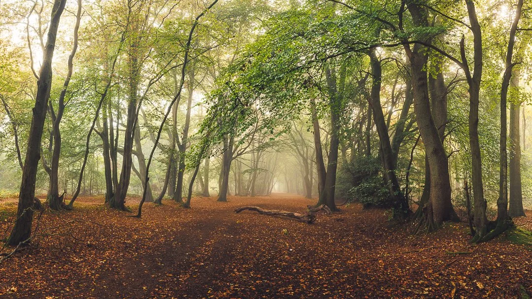Autumn foggy woodland - Buckinghamshire, UK