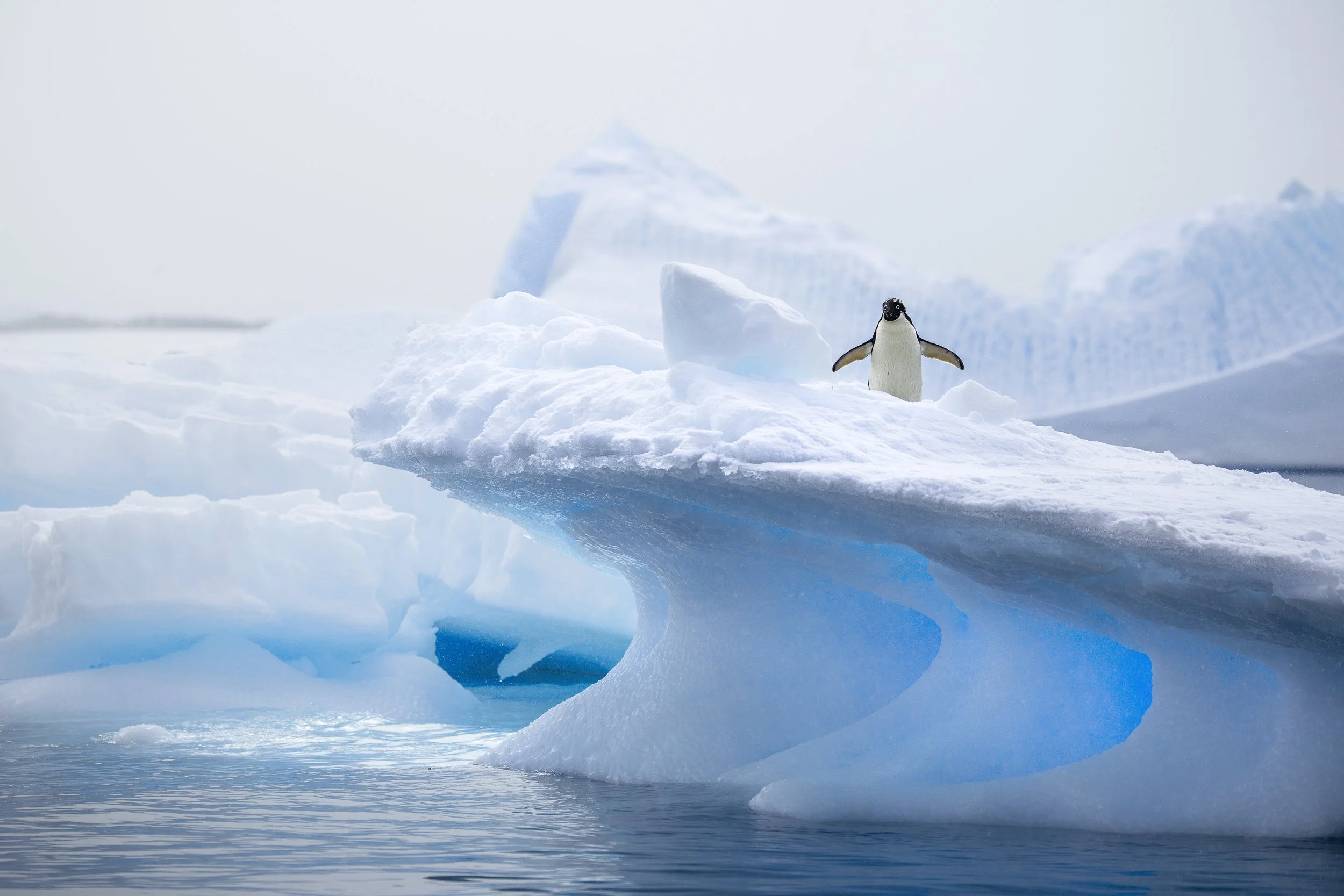 Penguin On an iceberg