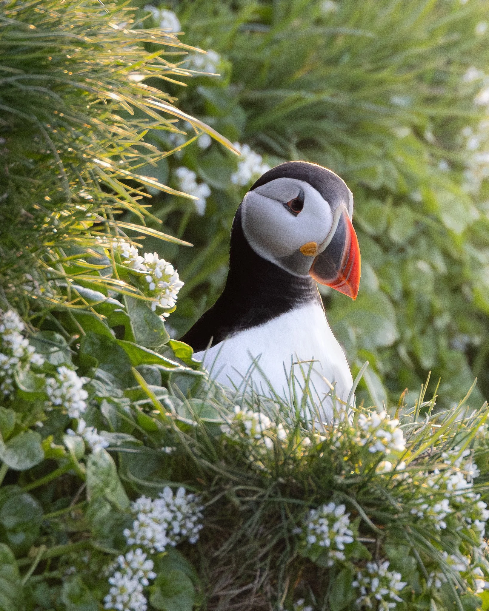 Puffin Greeting Card
