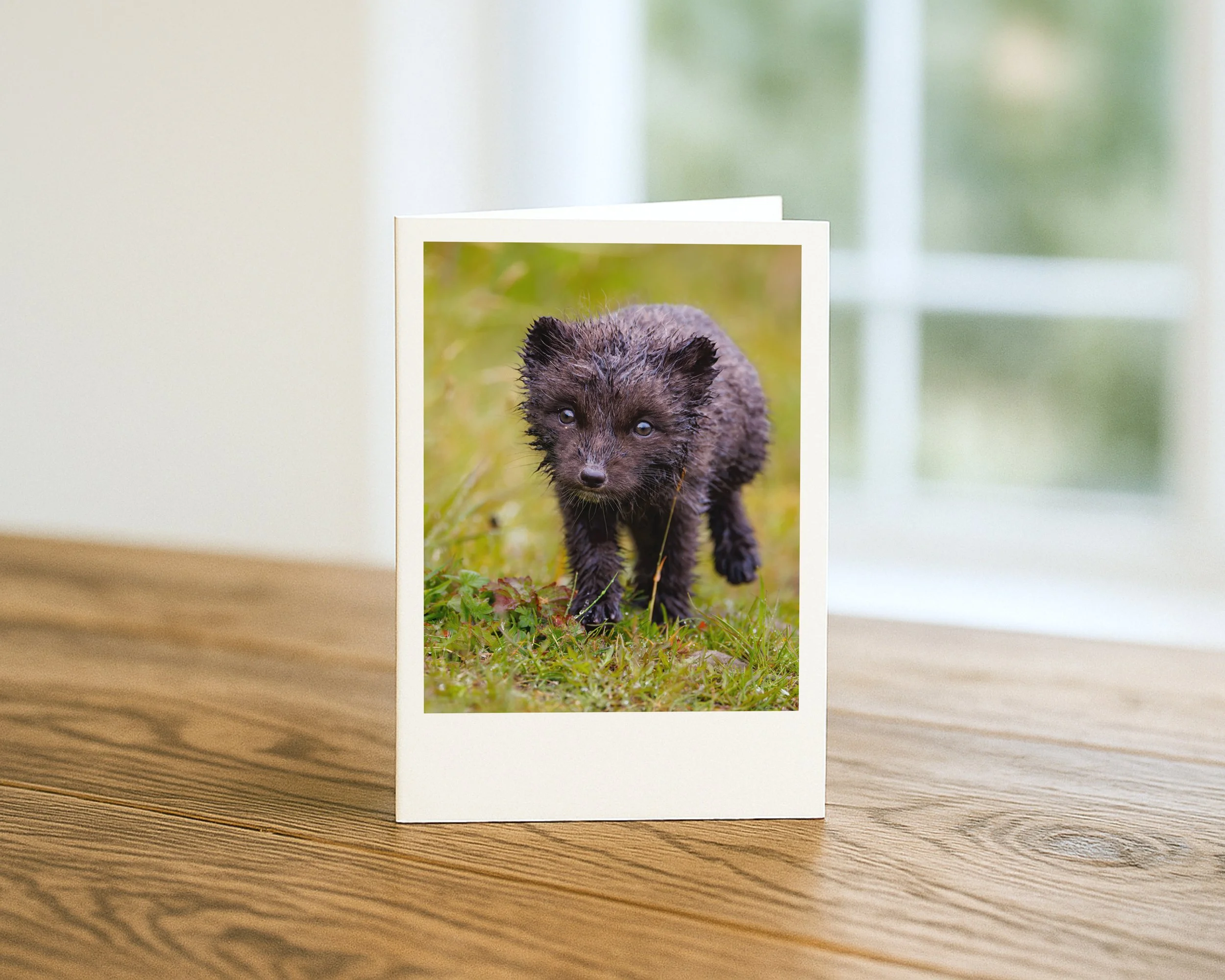 Creatures Great & Small - Pack of 5 Greeting cards