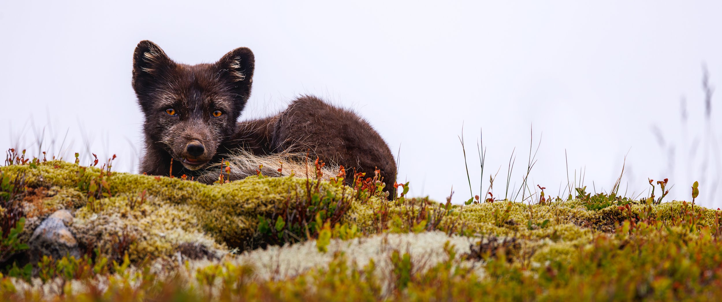 Arctic Fox in Hornstrandir, Iceland