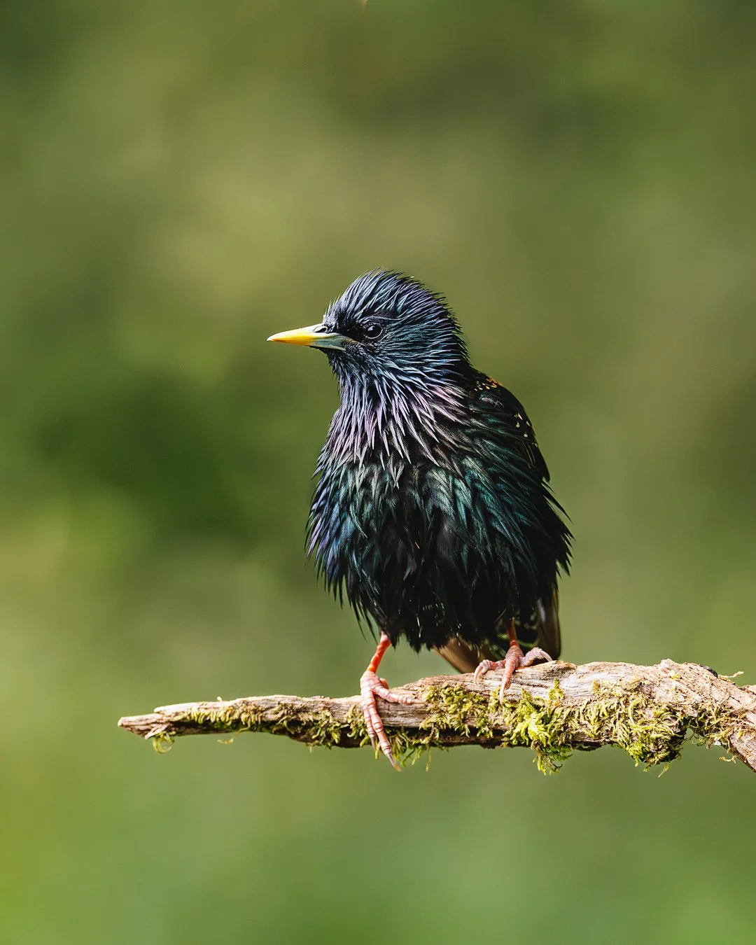 Starling in the rain
