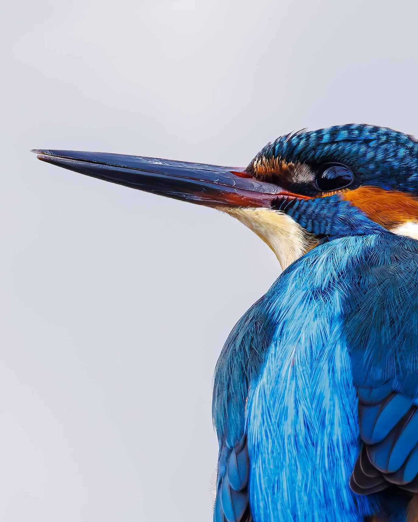 Kingfisher Greeting Card