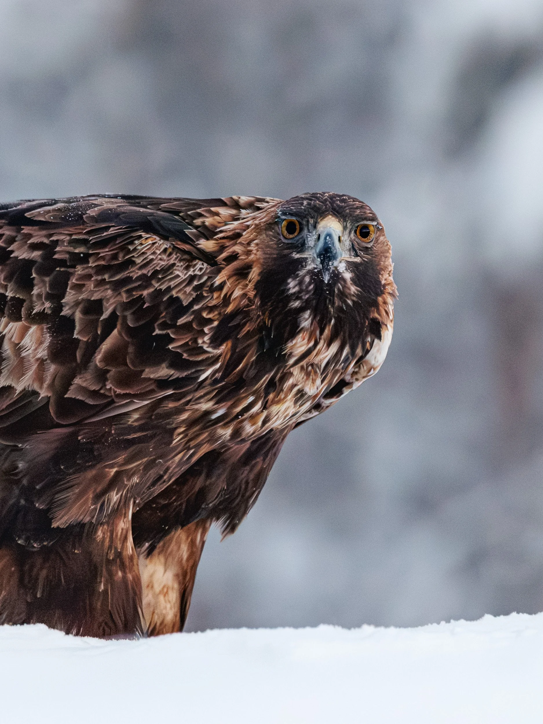 Golden Eagle - Sweden