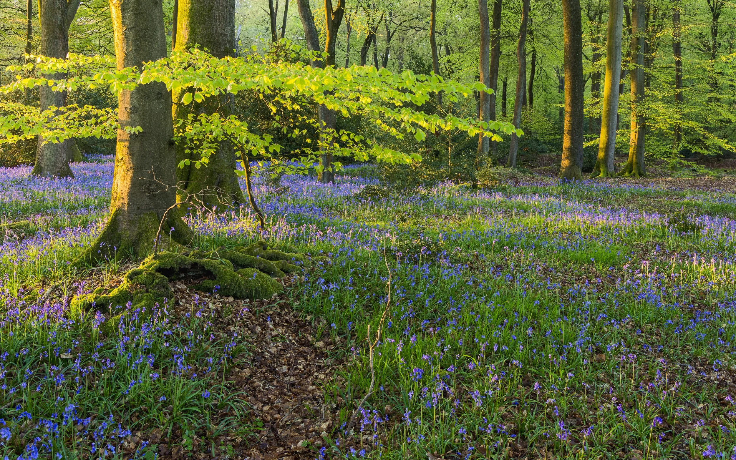 Bluebell woodland - Buckinghamshire, UK