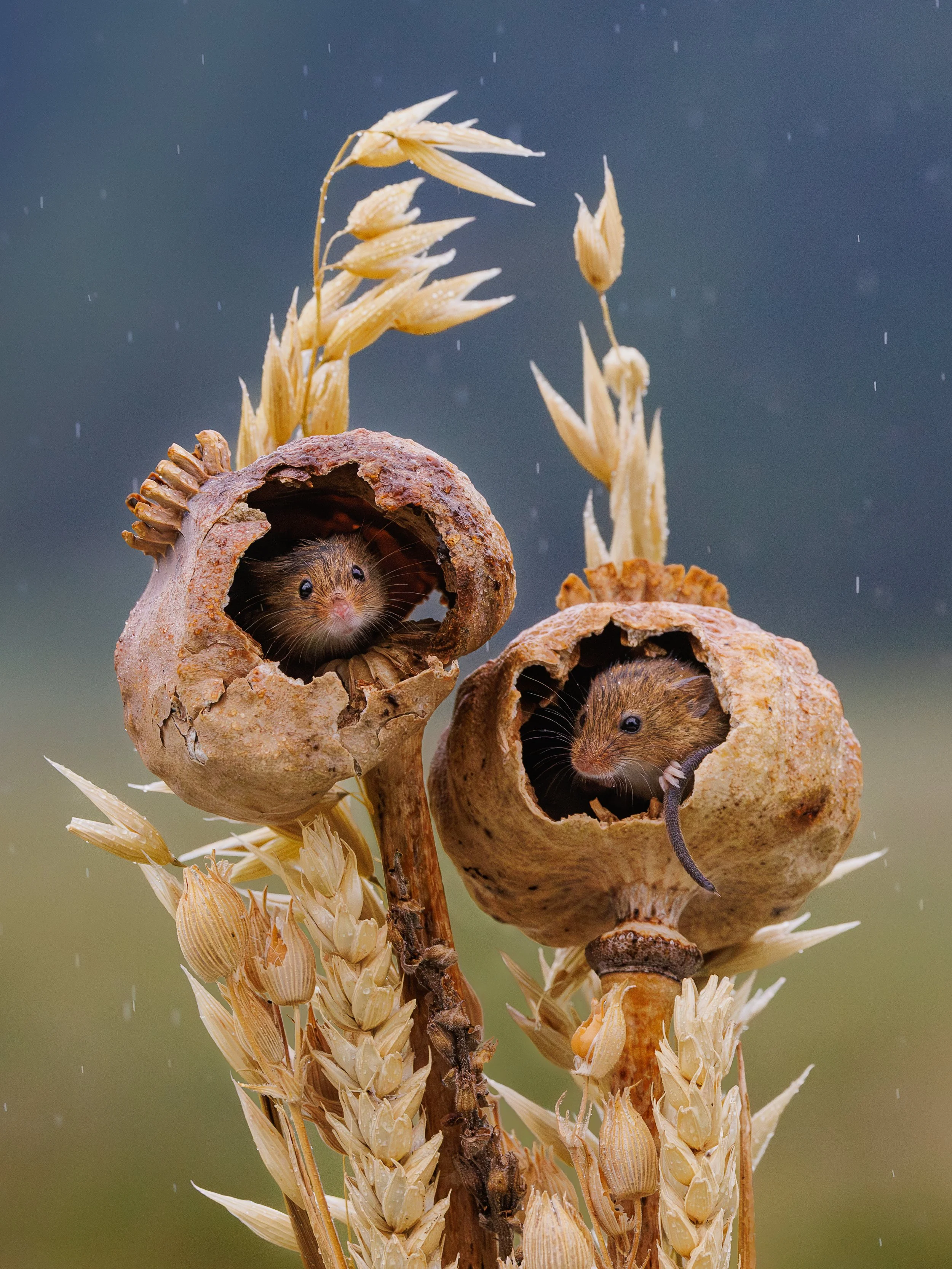 Mice sheltering in the rain