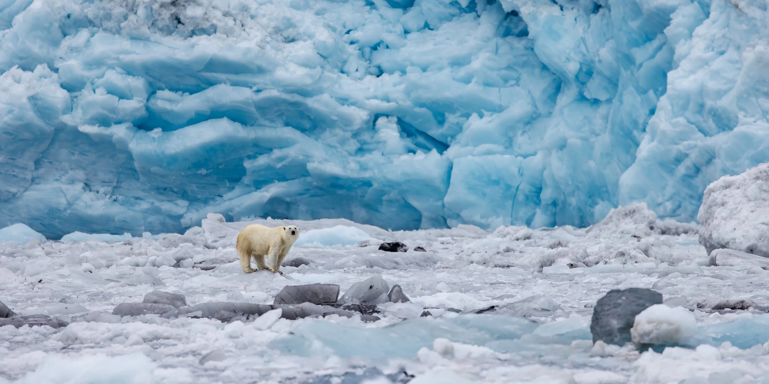 Polar Bear in Greenland