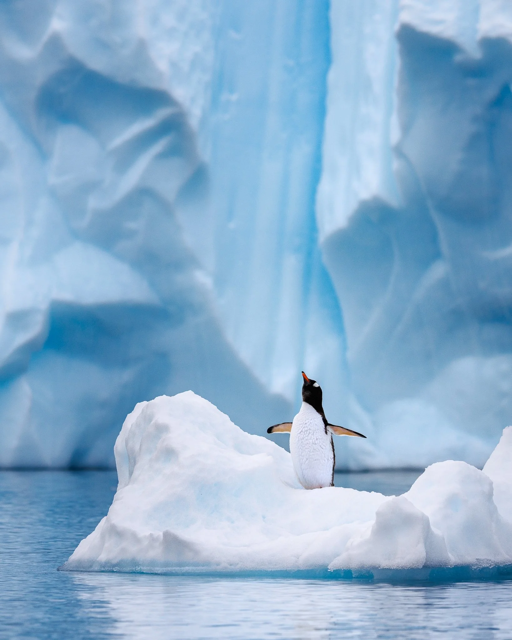 Penguin Greeting card