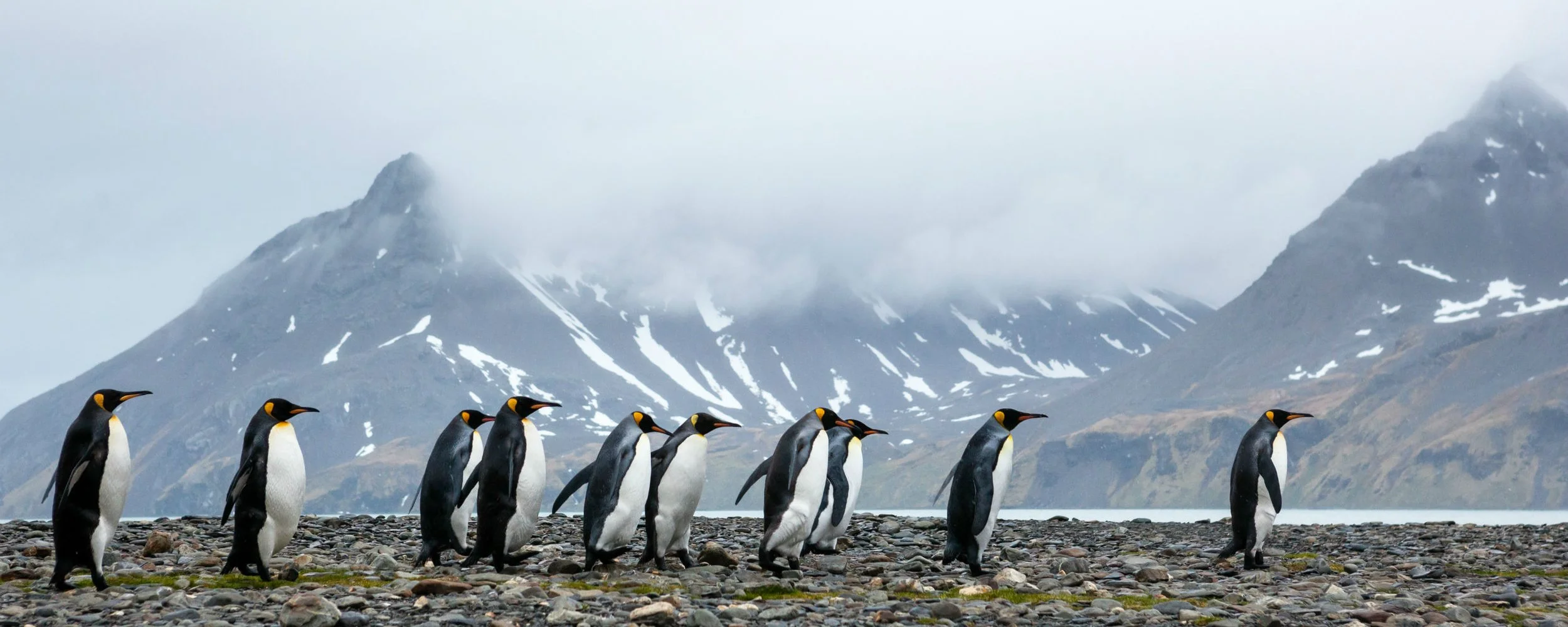 King Penguins Marching, South Georgia.