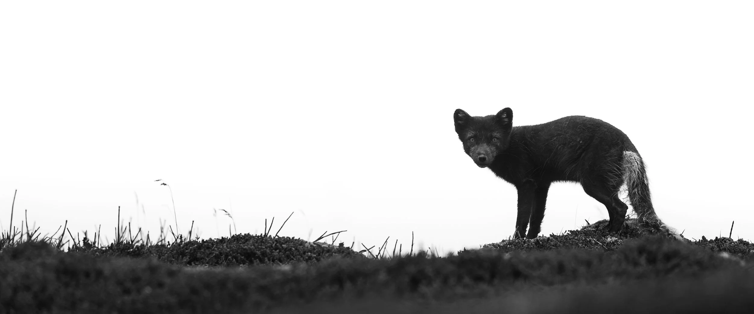 Arctic Fox in Hornstrandir, Iceland