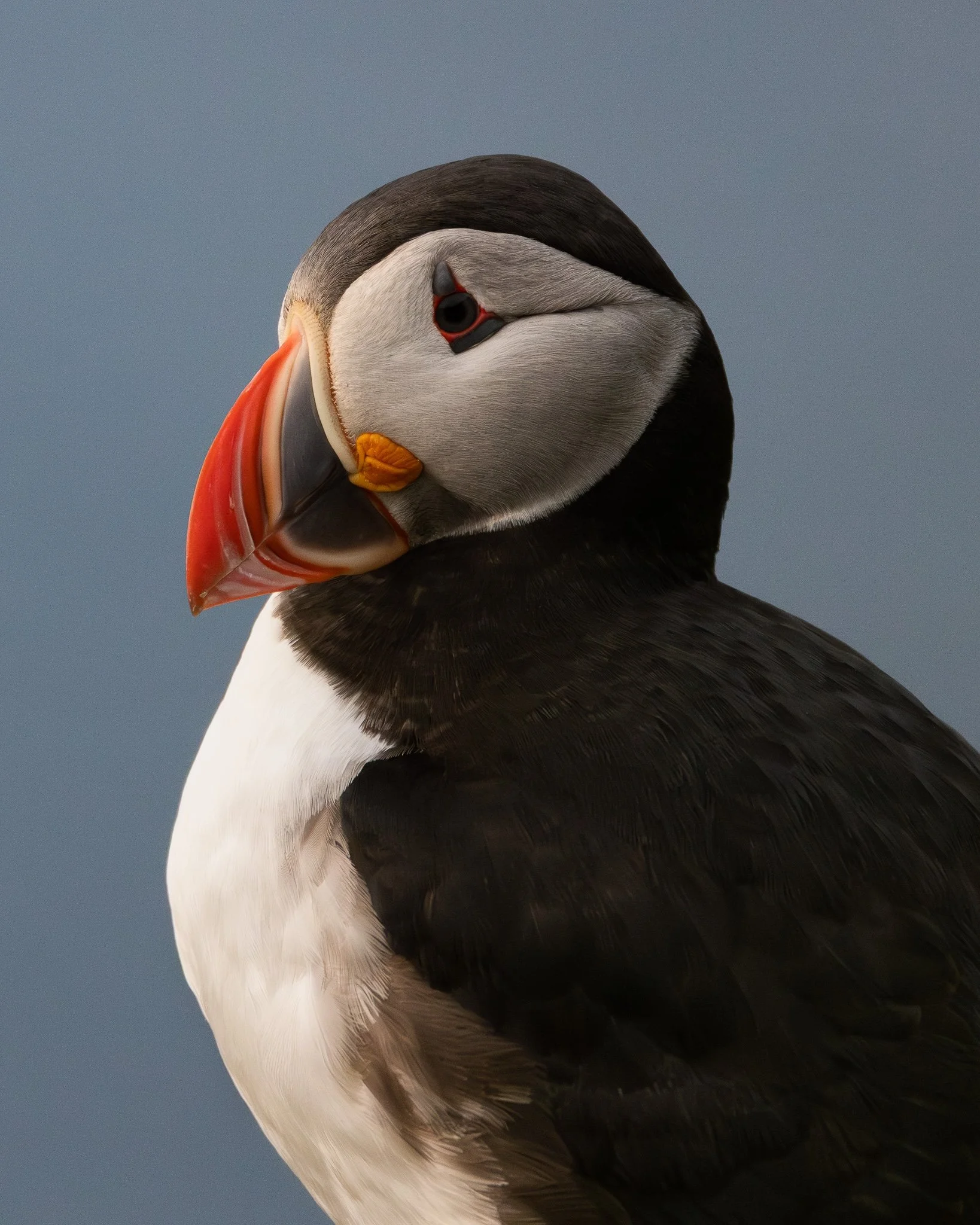 Puffin Greeting Card
