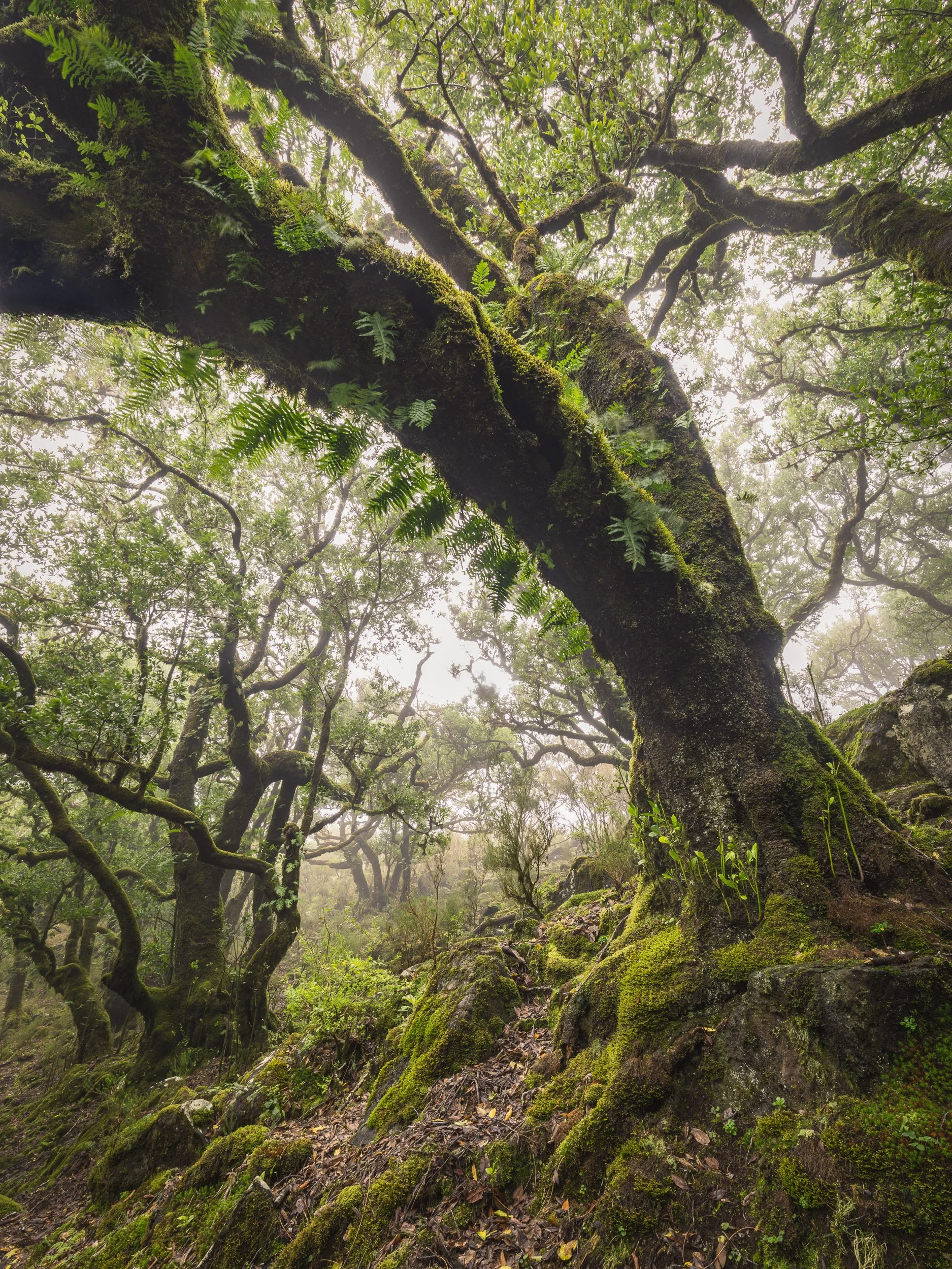 Cathedral of Moss