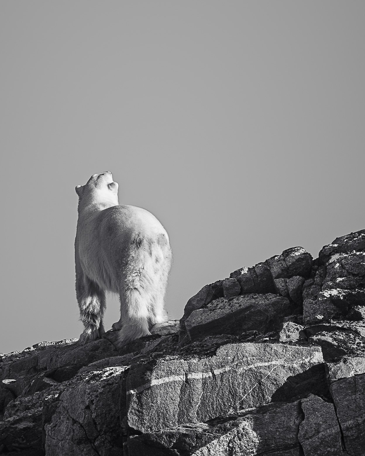 Polar Bear Greeting Card