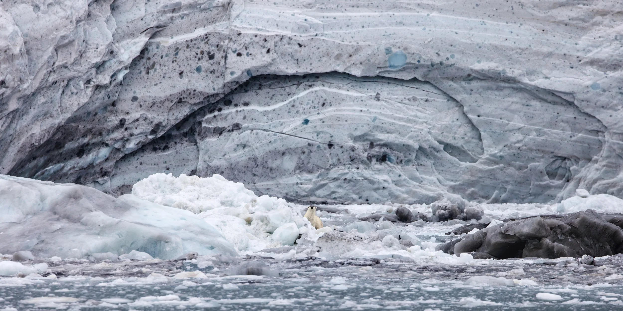 Polar Bear in Greenland